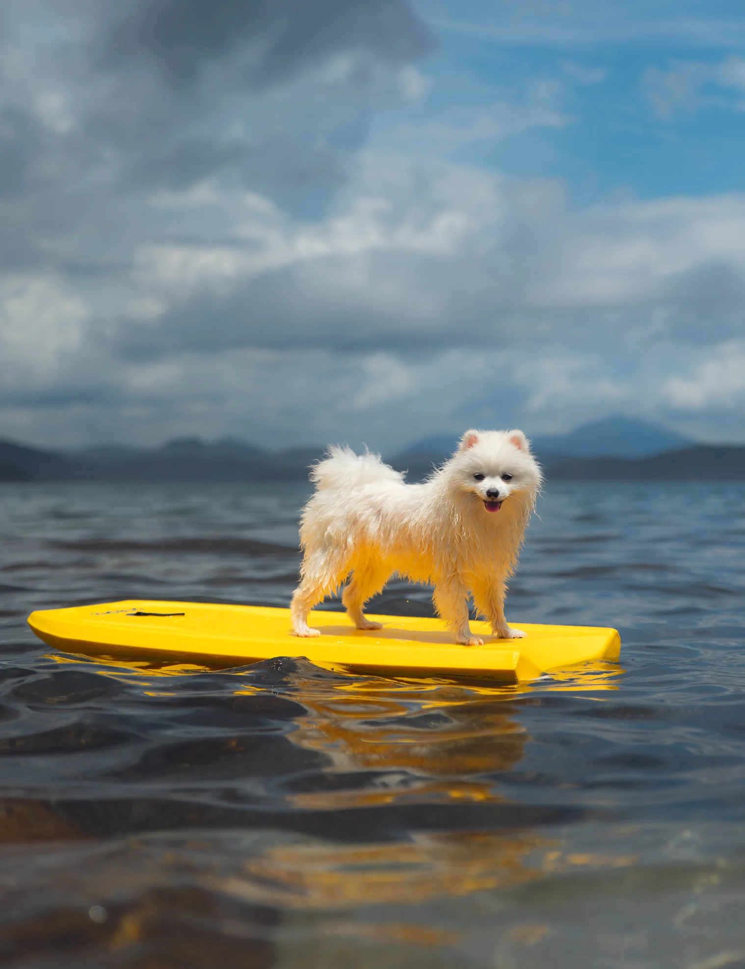 Expert dog safety tips as UK pup theft rate highest in seven years