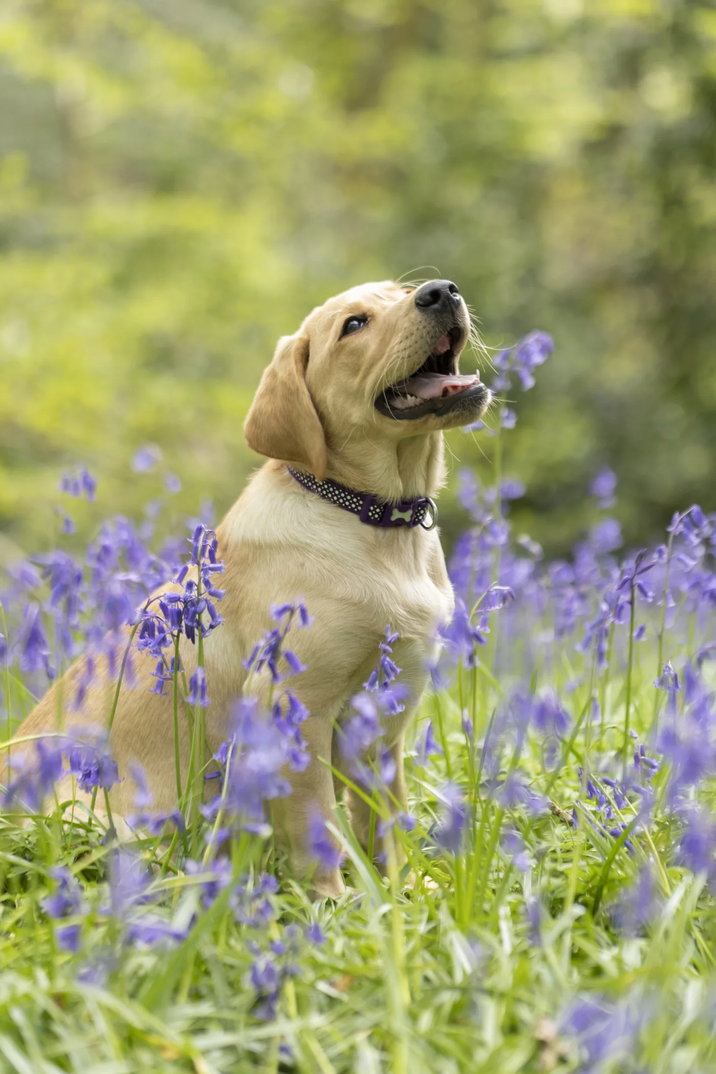 リモートワーク、愛犬が最高の同僚に？