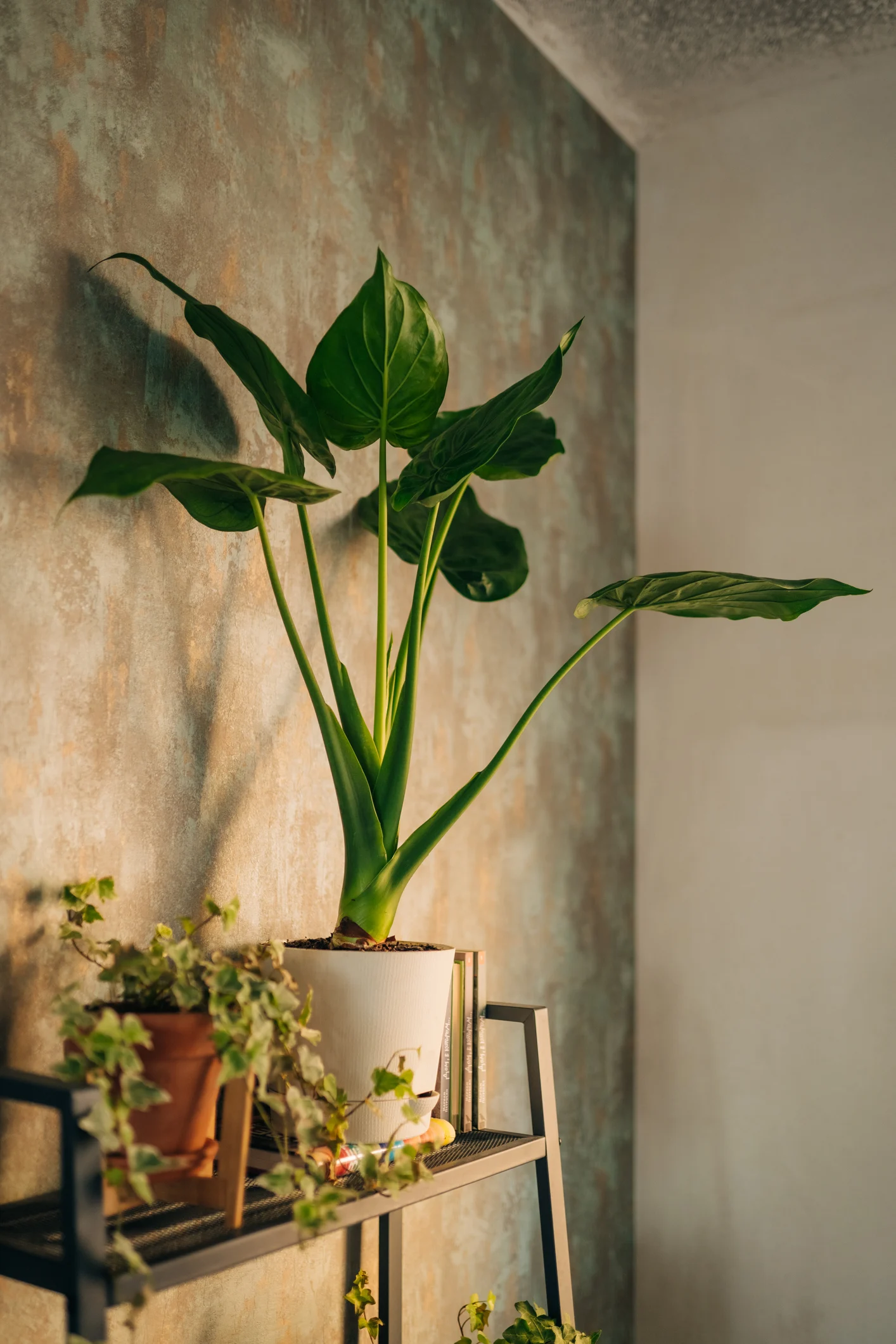 Indoor gardening expert James Wong shares DIY hanging garden