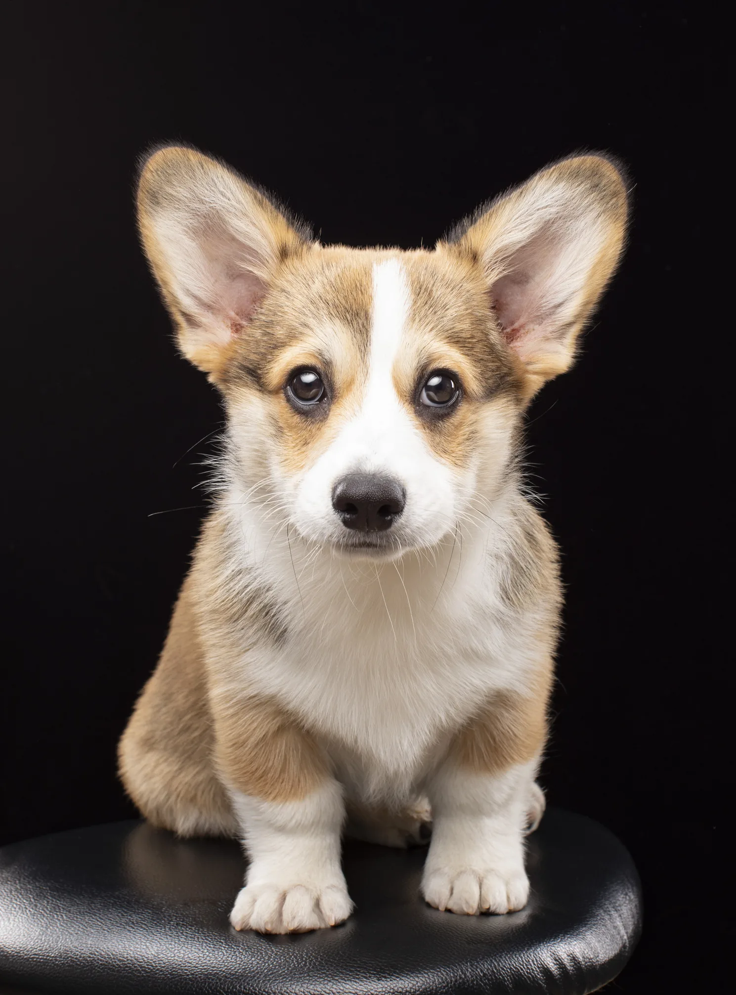 El simple pero asombroso motivo por el que los perros mueven las cejas