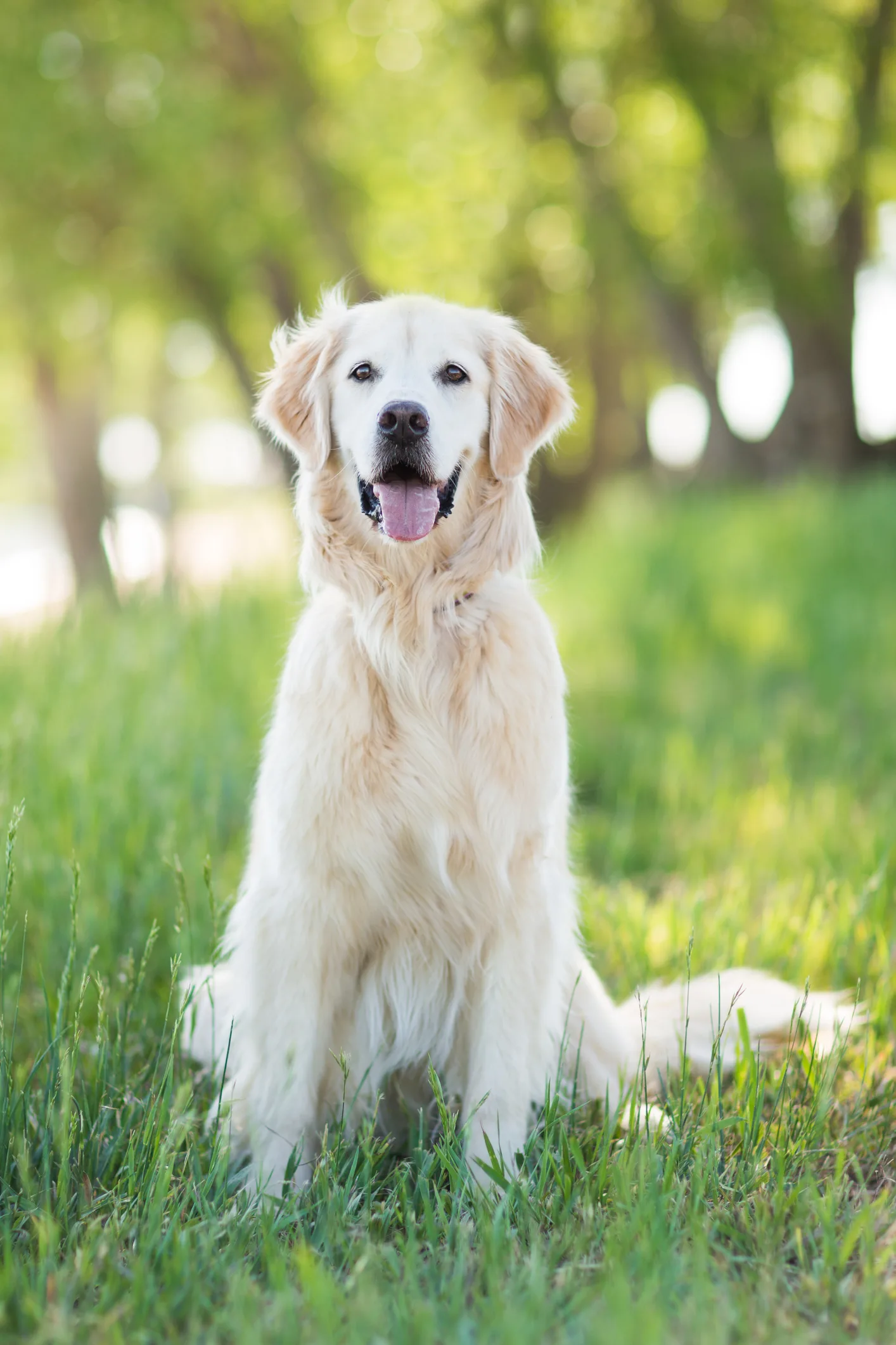 Las razas de perros con mayor lealtad hacia los humanos