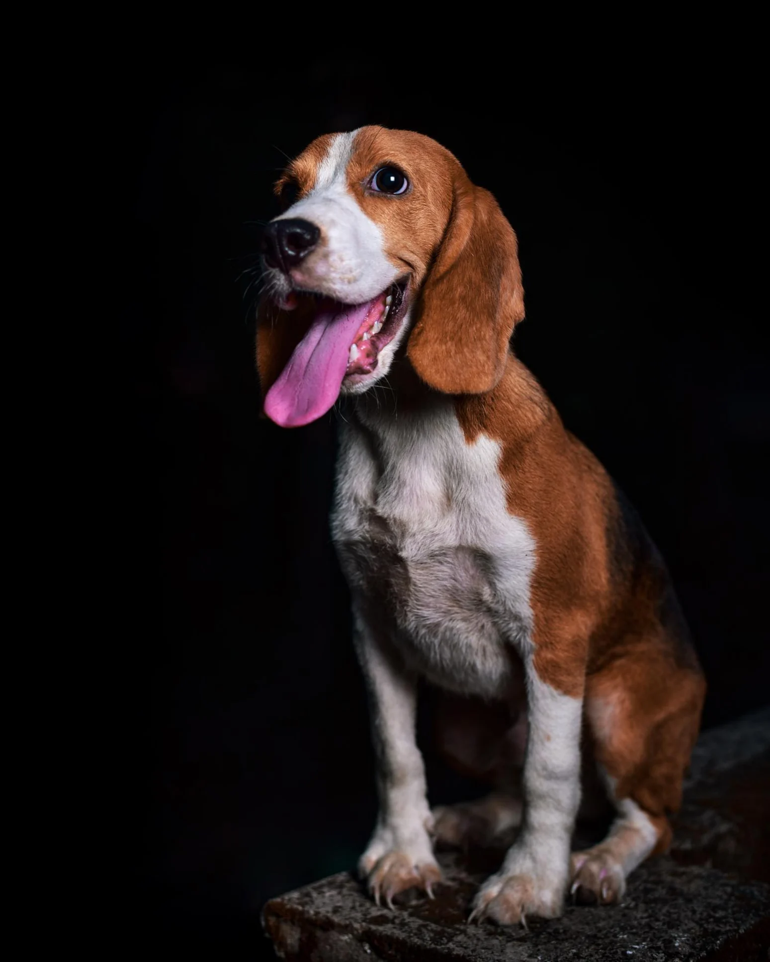 Un estudio descubre por qué la mirada de los perros es irresistible