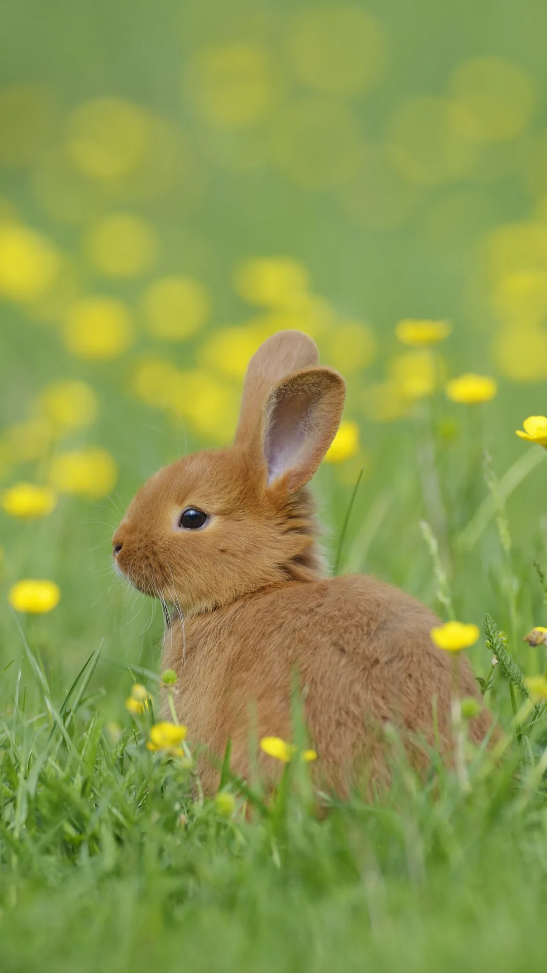 Sollten Sie einem Wildtierbaby helfen?