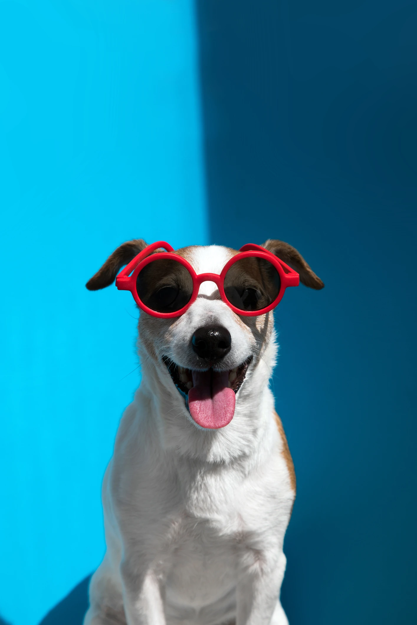 ¿Se le puede dar manzana a nuestro perro?