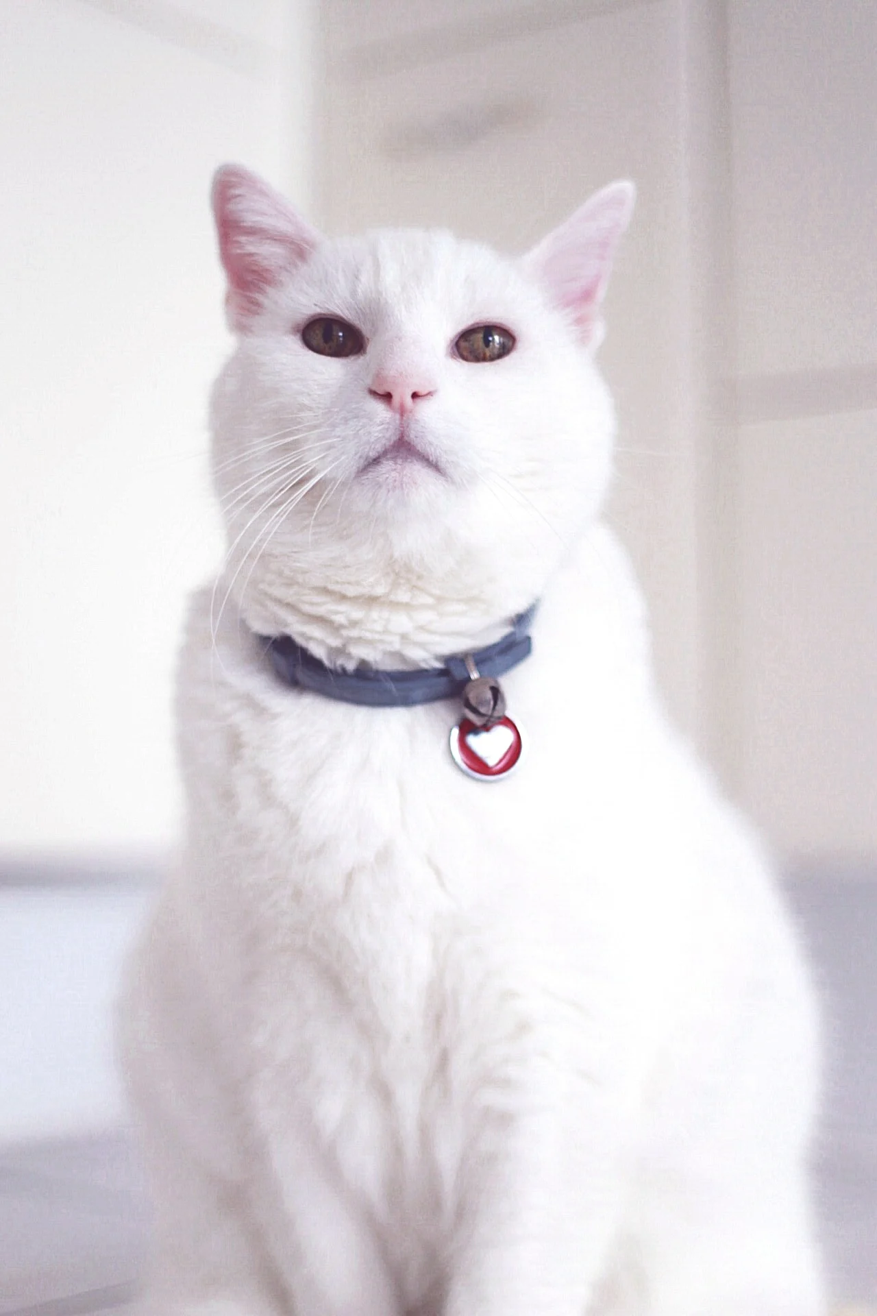 “Kucing ni rosak ke?” – Netizen Kagum Tengok ‘Akhlak’ Kucing Ni, Pandai Berlakon Jadi Model!