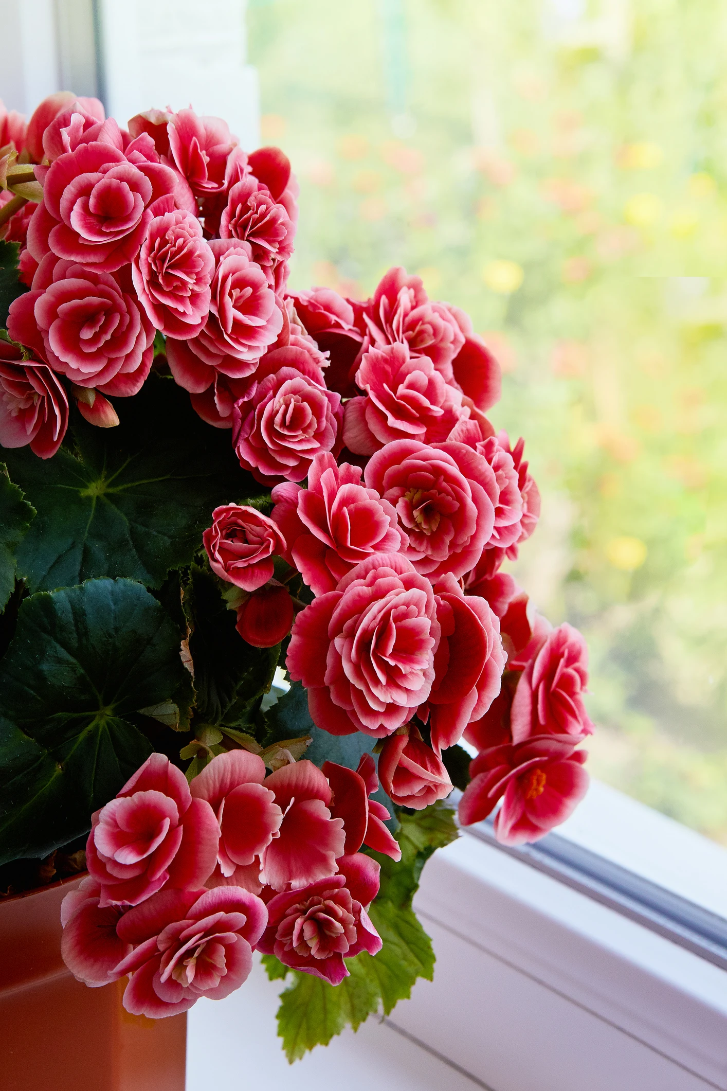 Fundamental, cómo cuidar un rosal en maceta