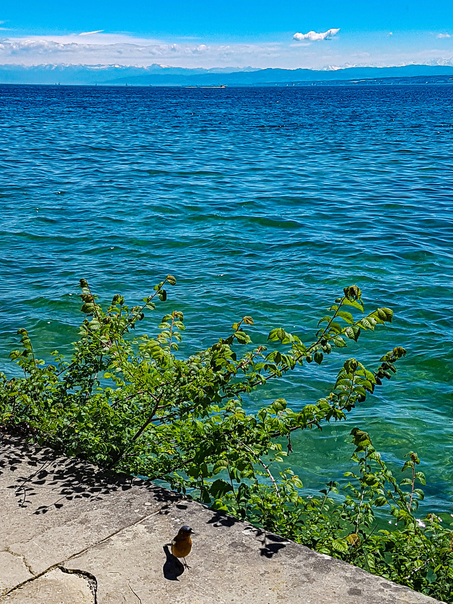Quiz: Was wissen Sie über den Bodensee?