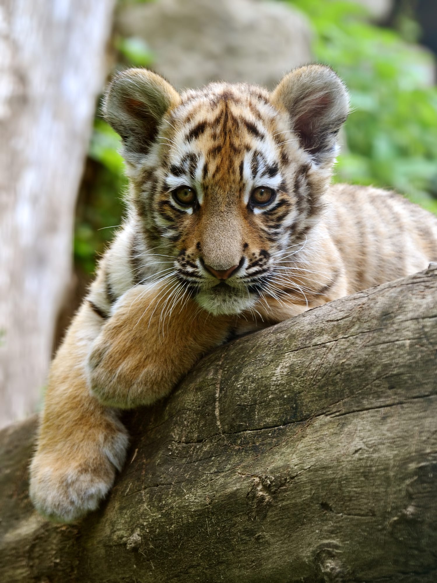ลูกเสือโคร่งของกลาง! ไม่ใช่ในป่าไทย เมื่อผลตรวจ DNA “น้องขวัญ” เป็นสายพันธุ์ไซบีเรีย “น้องต้นกล้า-ต้นข้าว” สายพันธุ์เบงกอล
