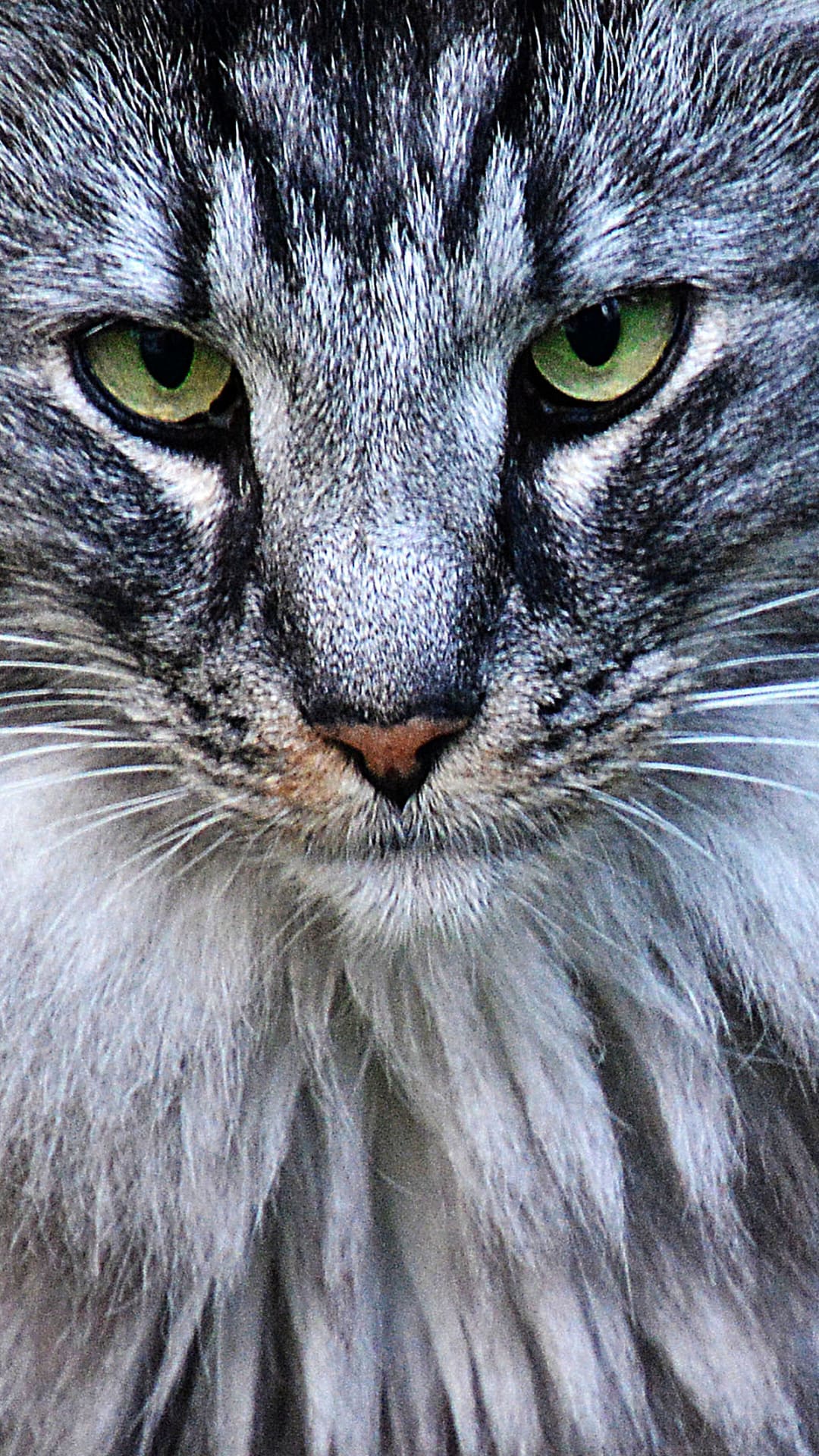 Golden ratio reveals most beautiful cat breed to be Norwegian Forest