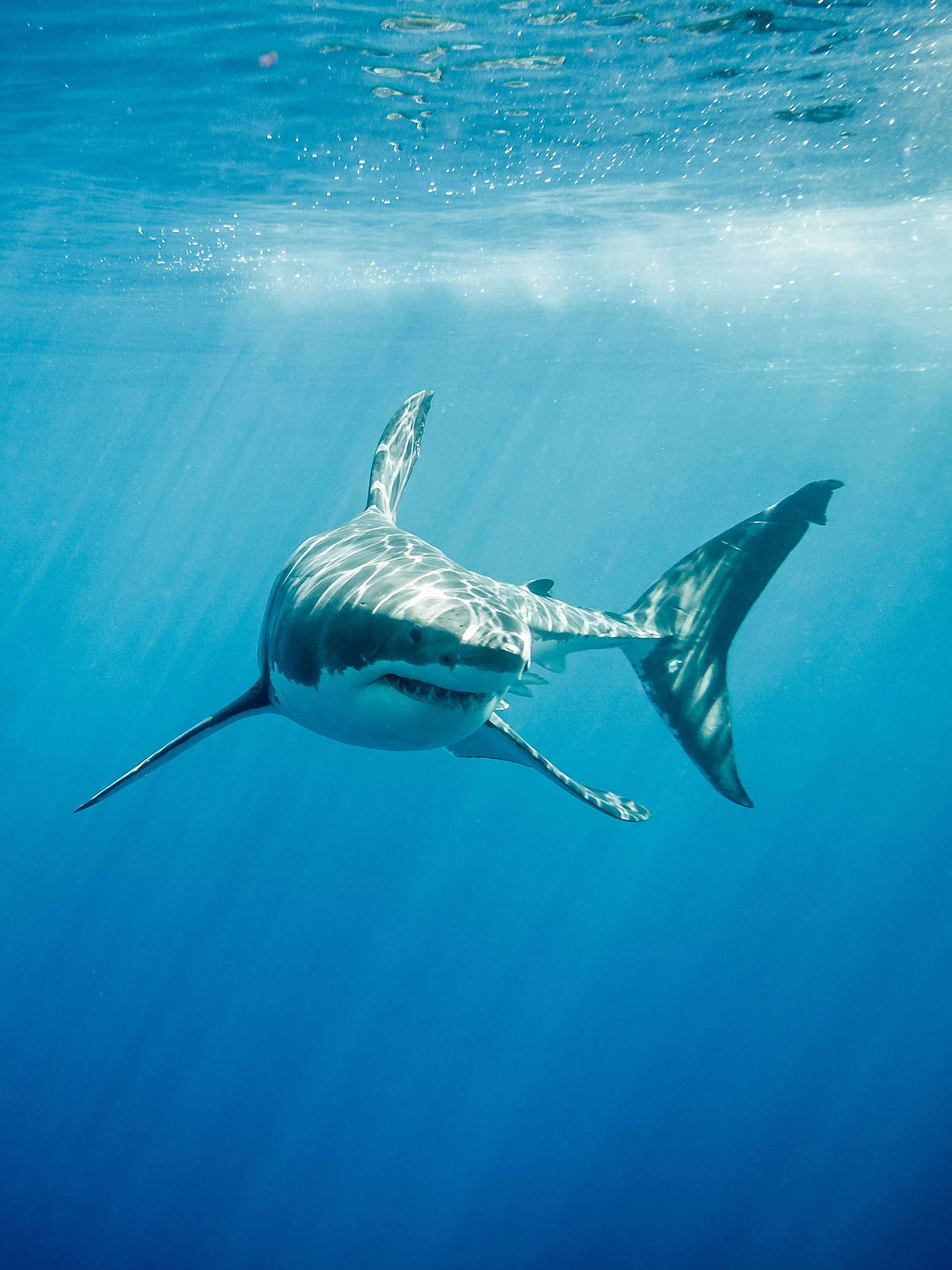 I’ve been swimming with sharks for years. Here’s what I’ve learned