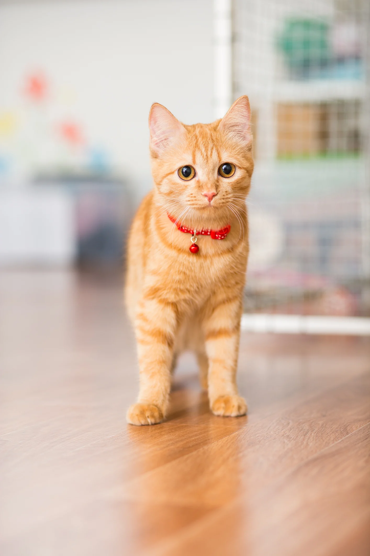 Todo dia é dia de Gato: datas celebram a vida e bem-estar dos felinos
