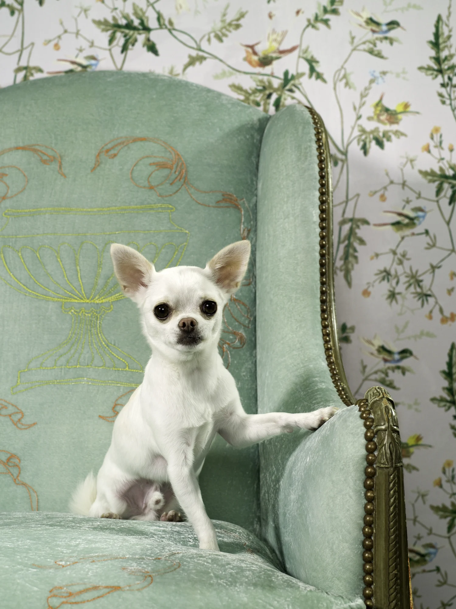 Why studying the health of dogs could help us humans ward off old age 