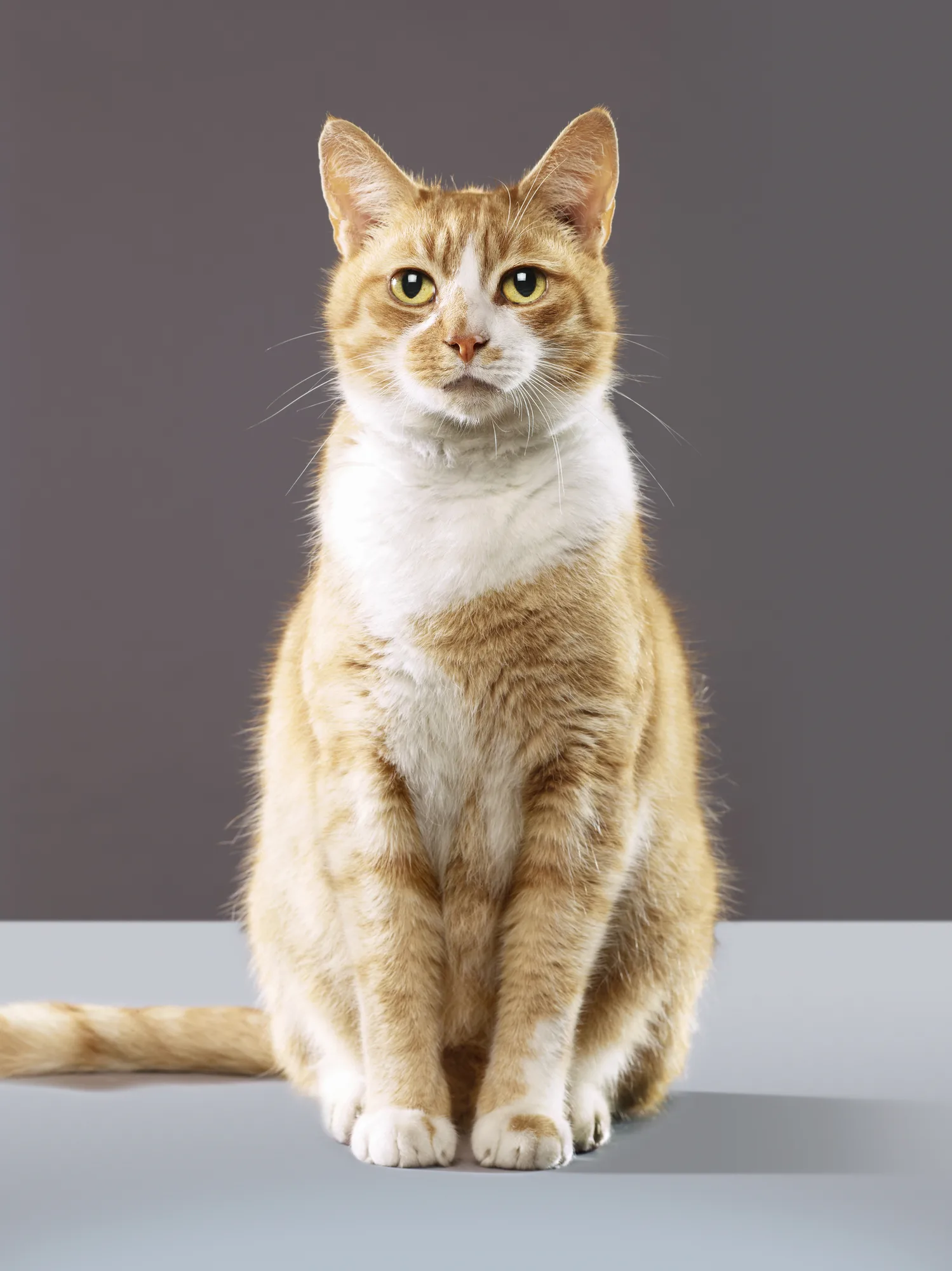 Permaisuri Selangor gesa bela nasib kucing, anjing terbiar