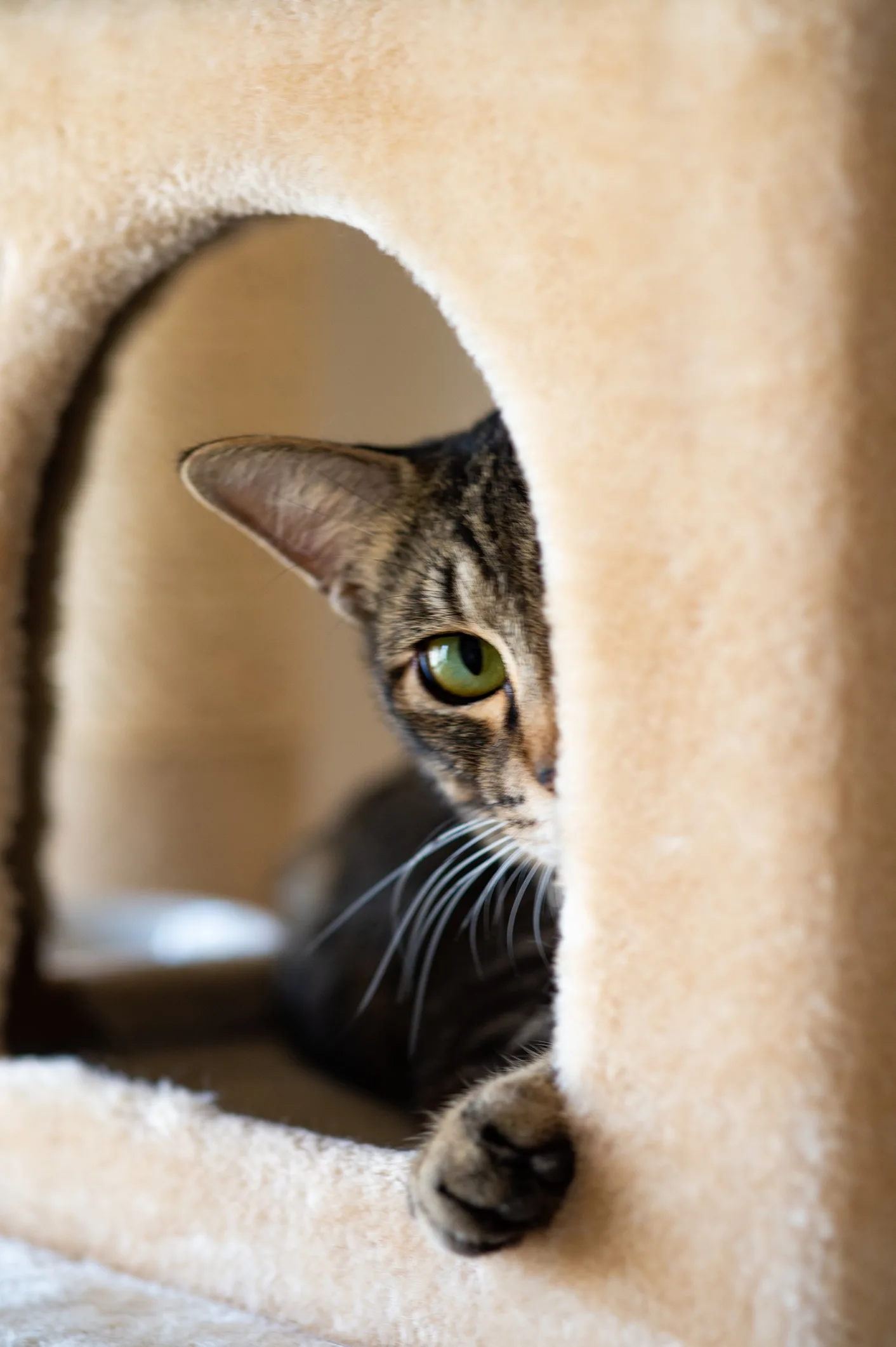 Feline who looks permanently startled becomes a social media sensation