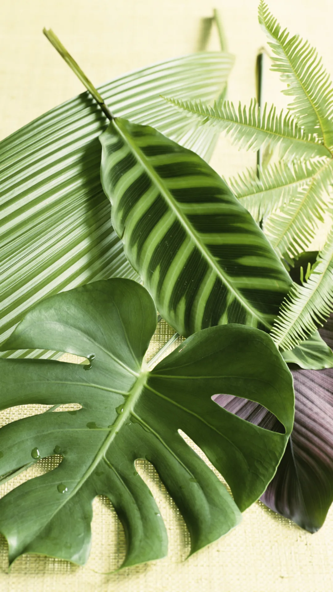 These 8 Houseplants Are Worth a Lot of Money!