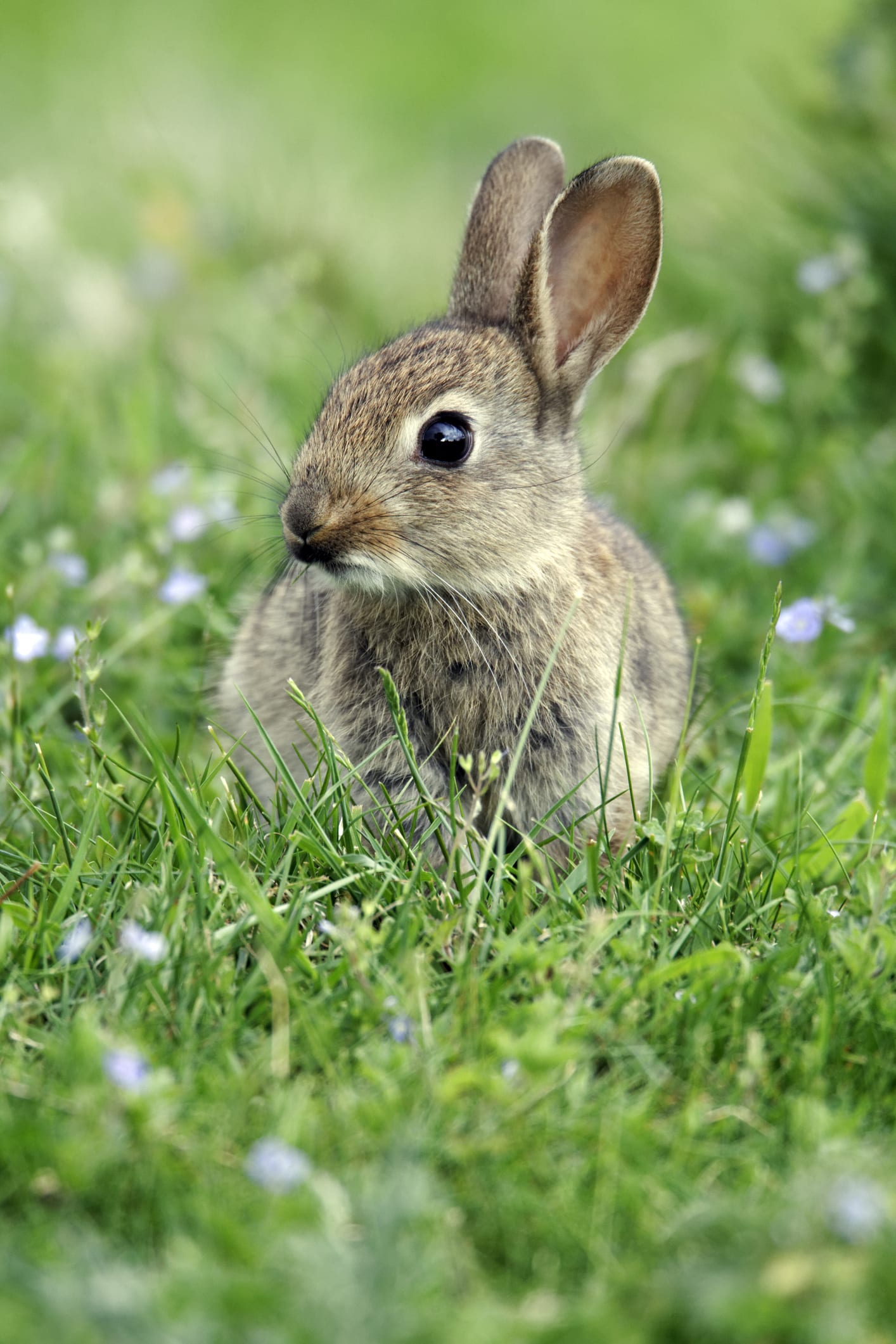 Giant bunny loses in California salad-eating contest