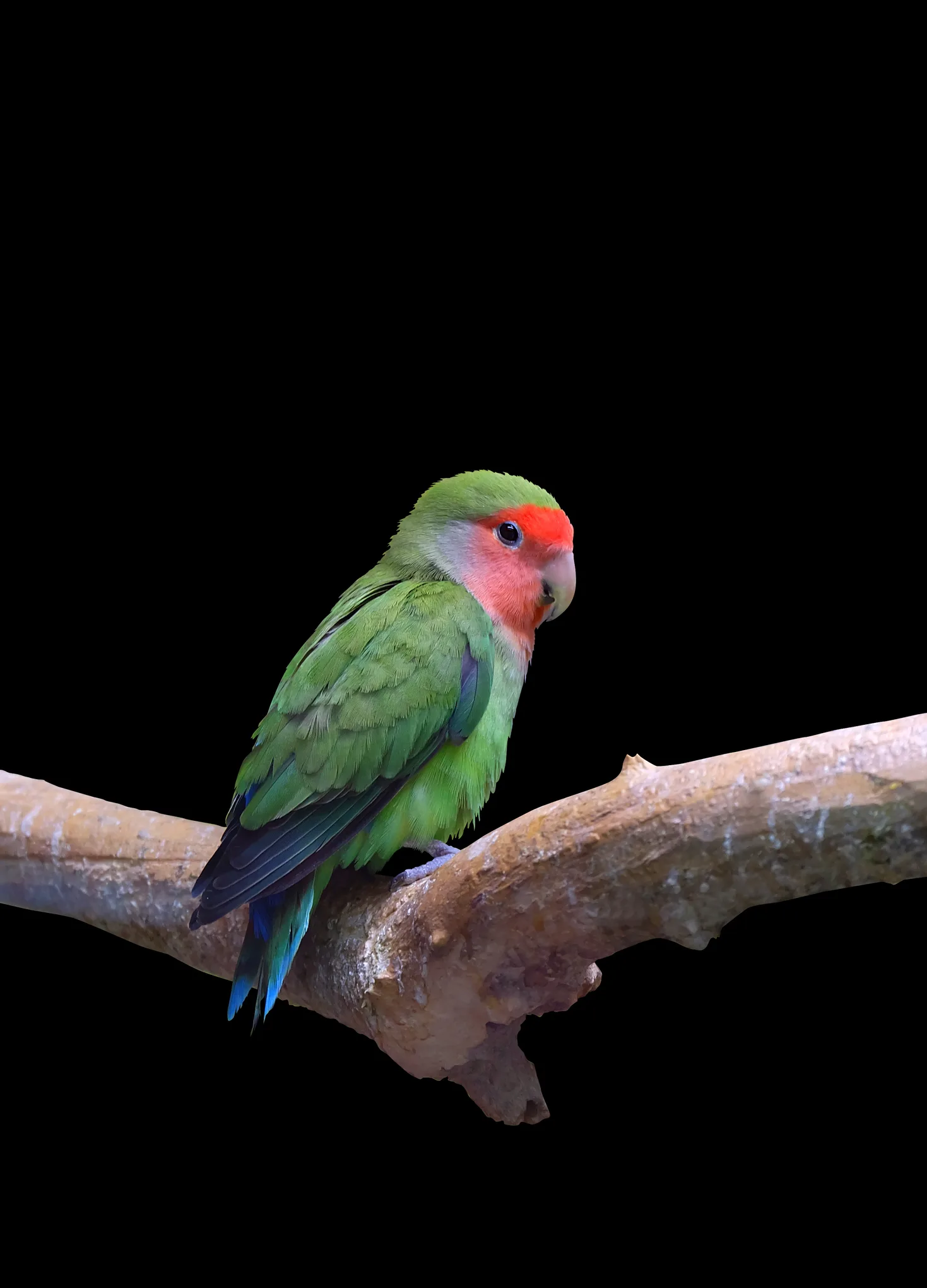 Mantener agapornis felices en casa, un reto más complejo de lo que la mayoría cree