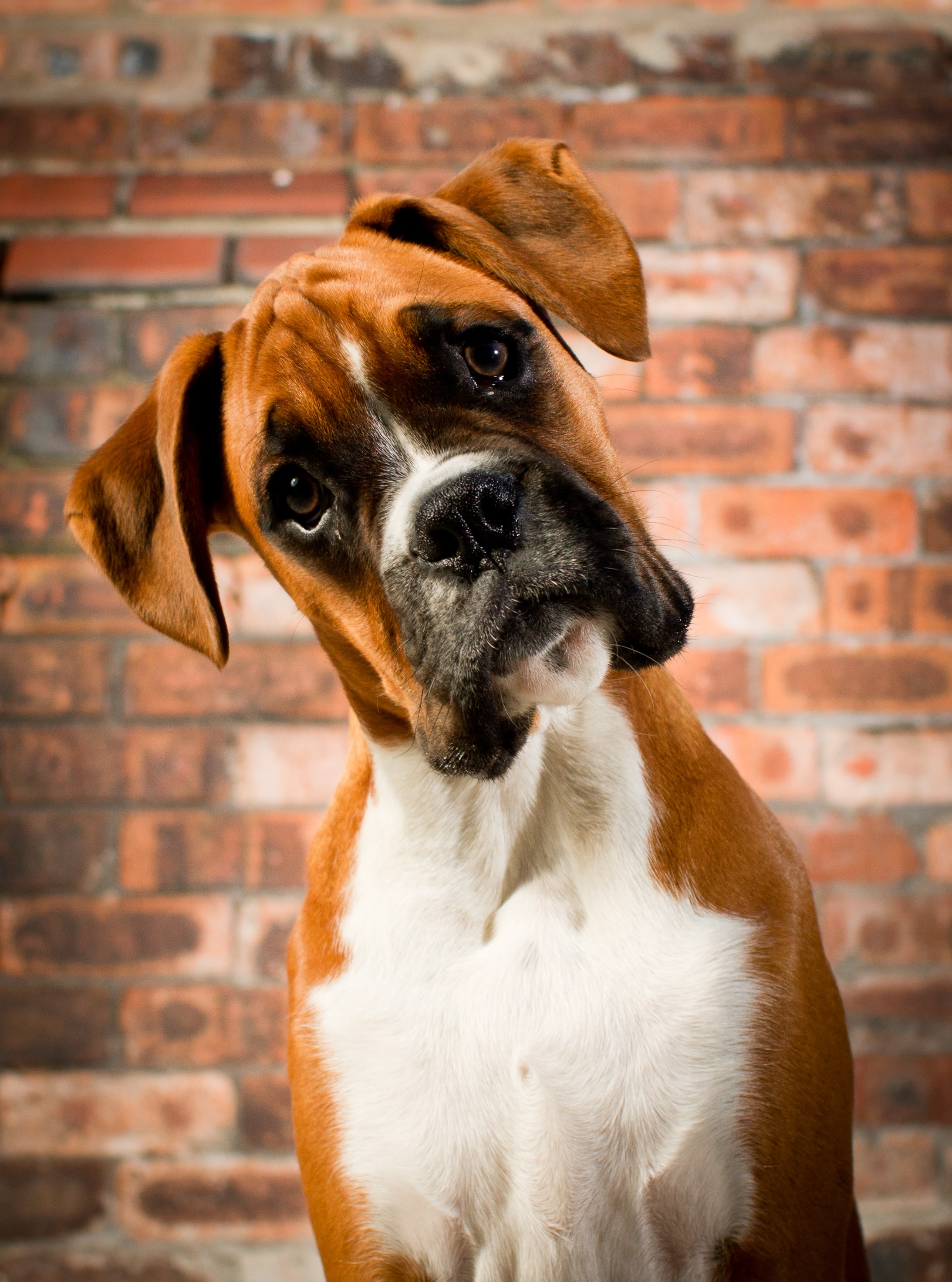 Estas son las 3 razas de perros más cariñosas