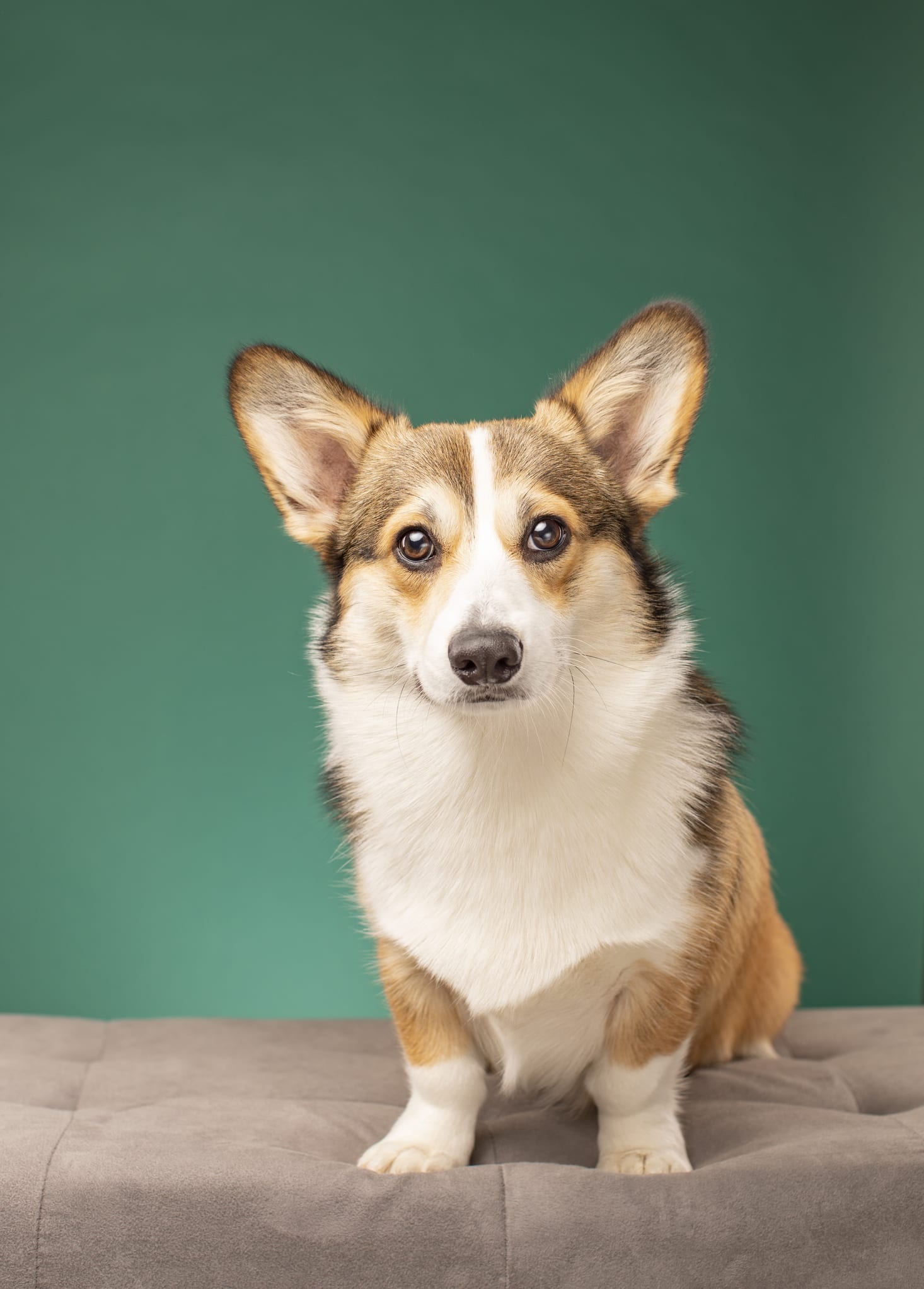 リモートワーク、愛犬が最高の同僚に？