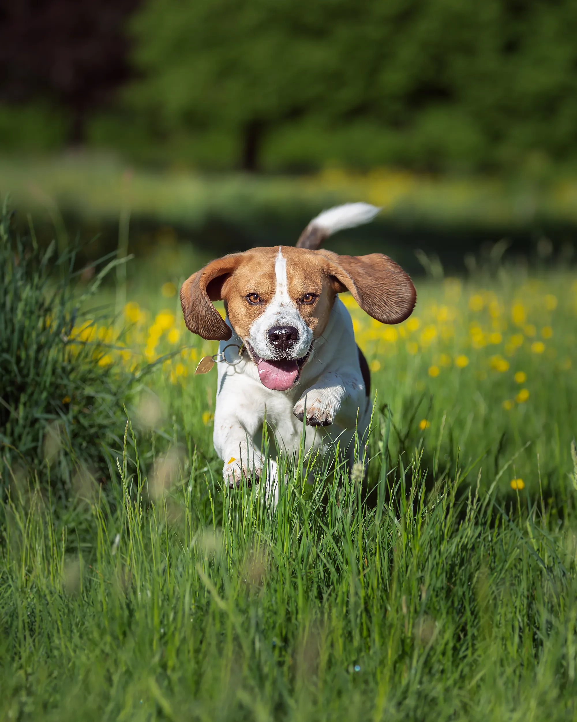 หมาชื่อซ้ำกัน 2 ชื่อ ดราม่าเบา ๆ สาวถูกขอเปลี่ยนชื่อสุนัขใหม่ ชี้วงการหมาพันธุ์นี้แคบ ไม่อยากซ้ำใคร