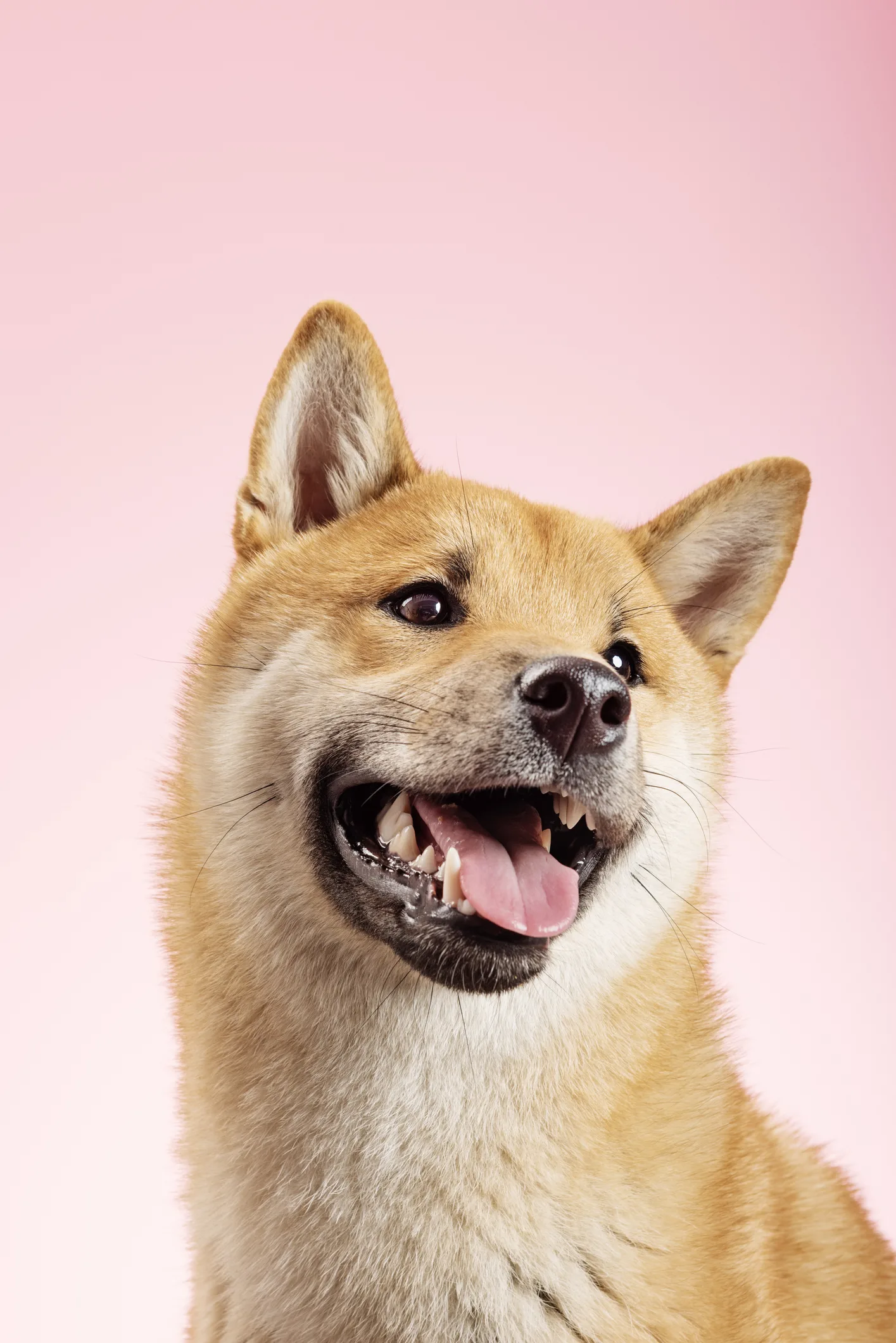 7 razas de perros ideales para personas solteras o que viven solas