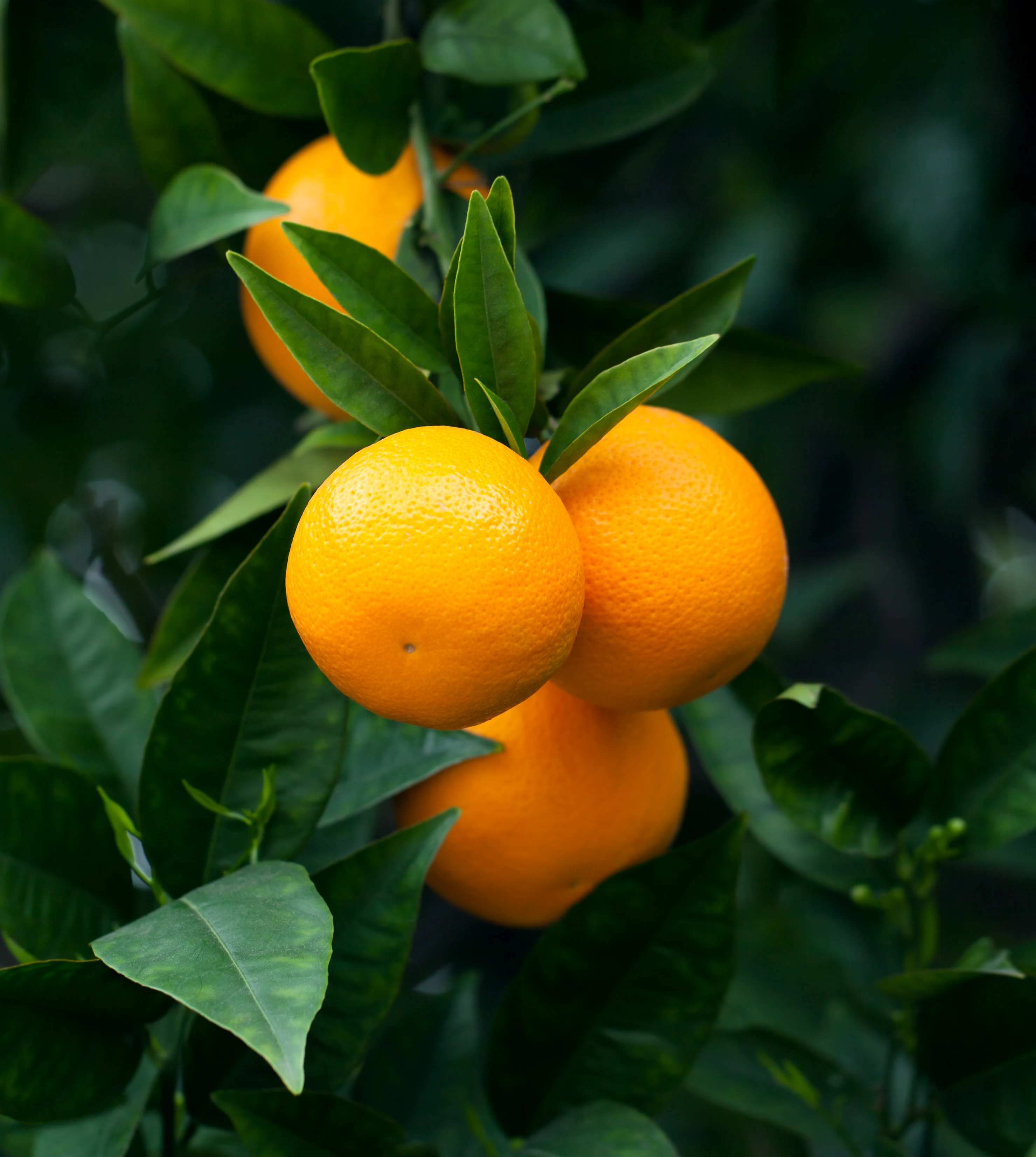 Vitamina C también para el rostro: nuestro 'top 3' de cosméticos para apostar por este ingrediente 'antiaging'