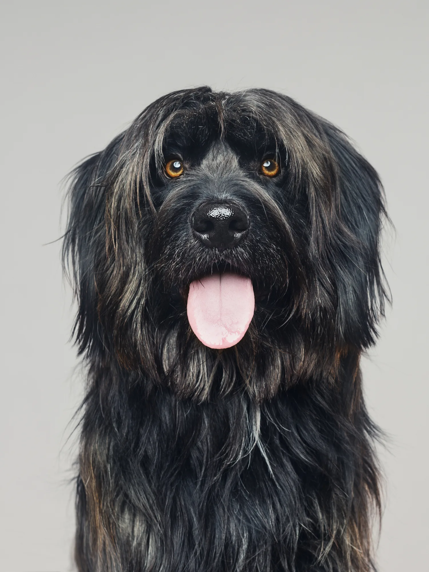 Los perros aprenden a controlar sus impulsos como los niños