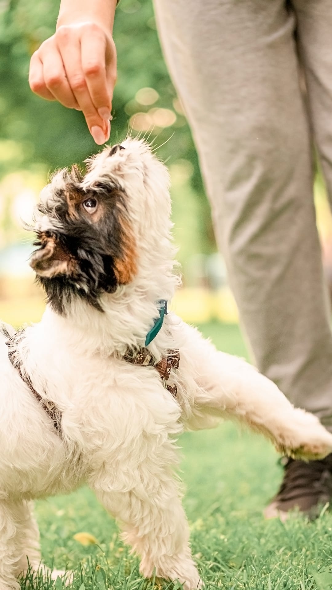 ¿Cómo entrenar a tu perro con señas o alfabeto manual? Entérate aquí