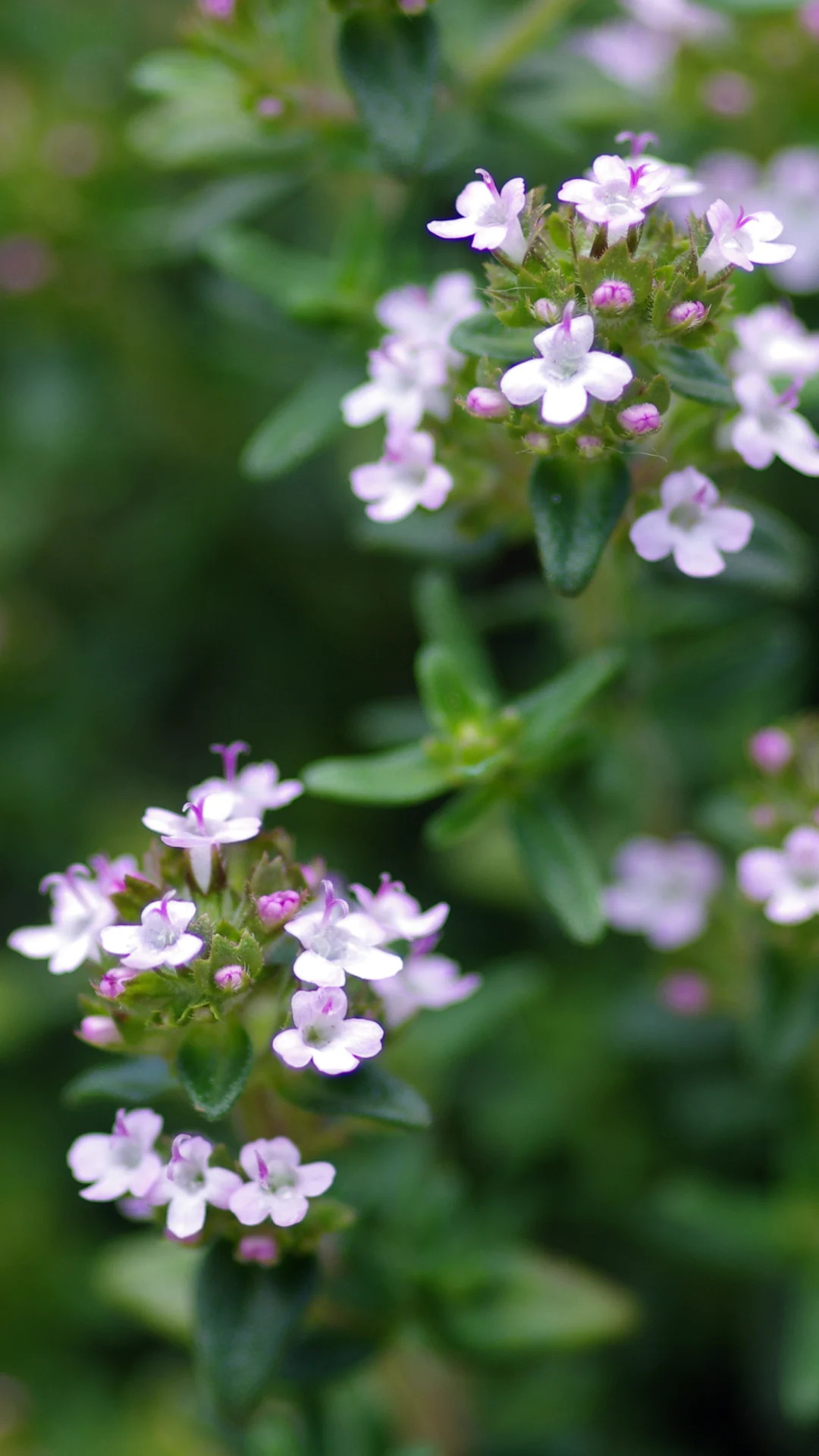 3 plantas anti hormigas que también embellecerán tu jardín