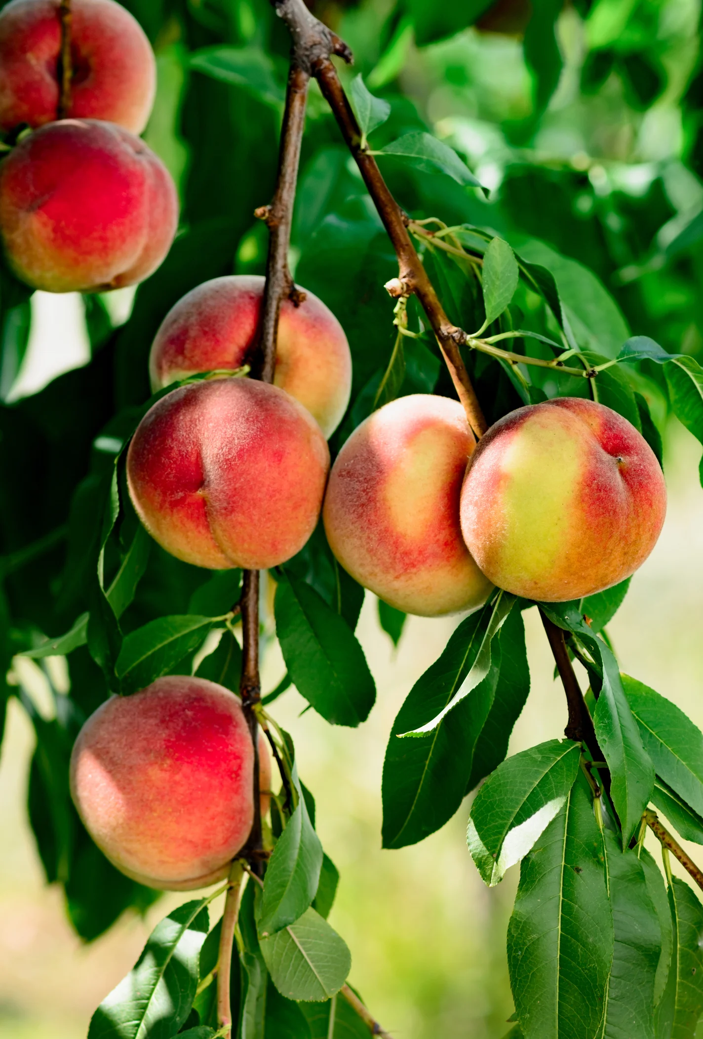 Fabulous recipes with stone fruit