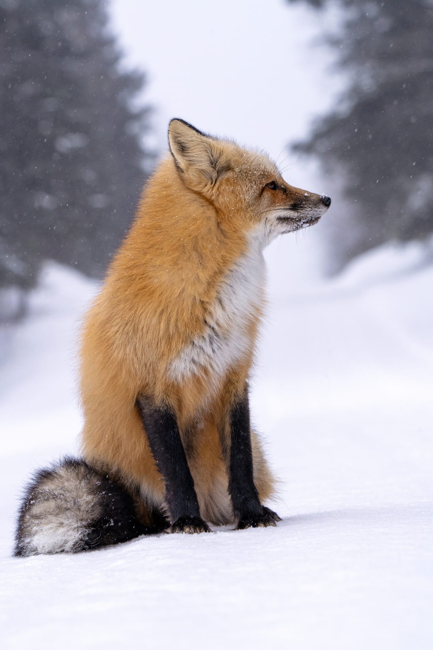 北の大地で生きるキタキツネ 人の「善意」が招く悲しい結末