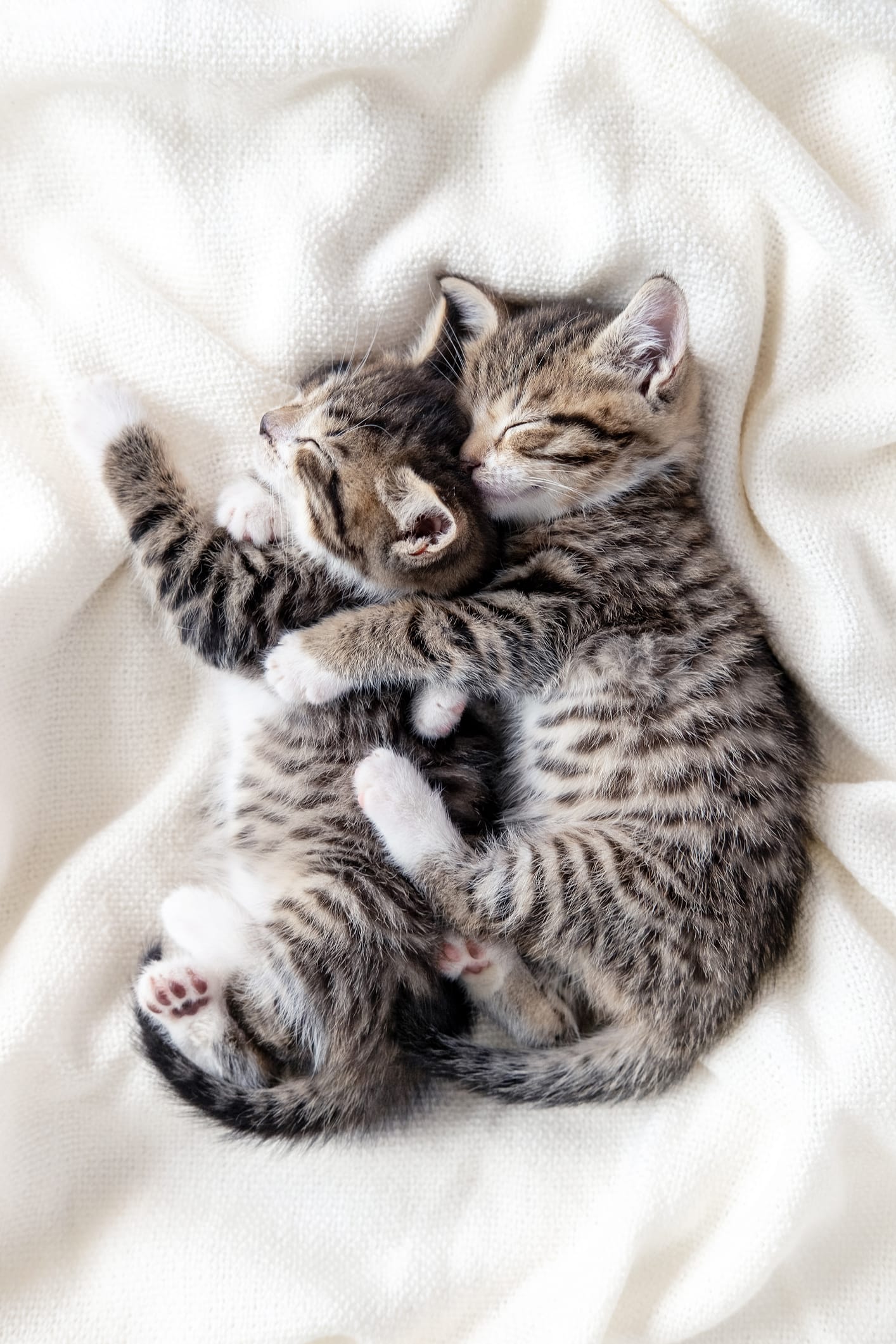 Quer um gato, mas é alérgico? A solução pode estar para muito breve
