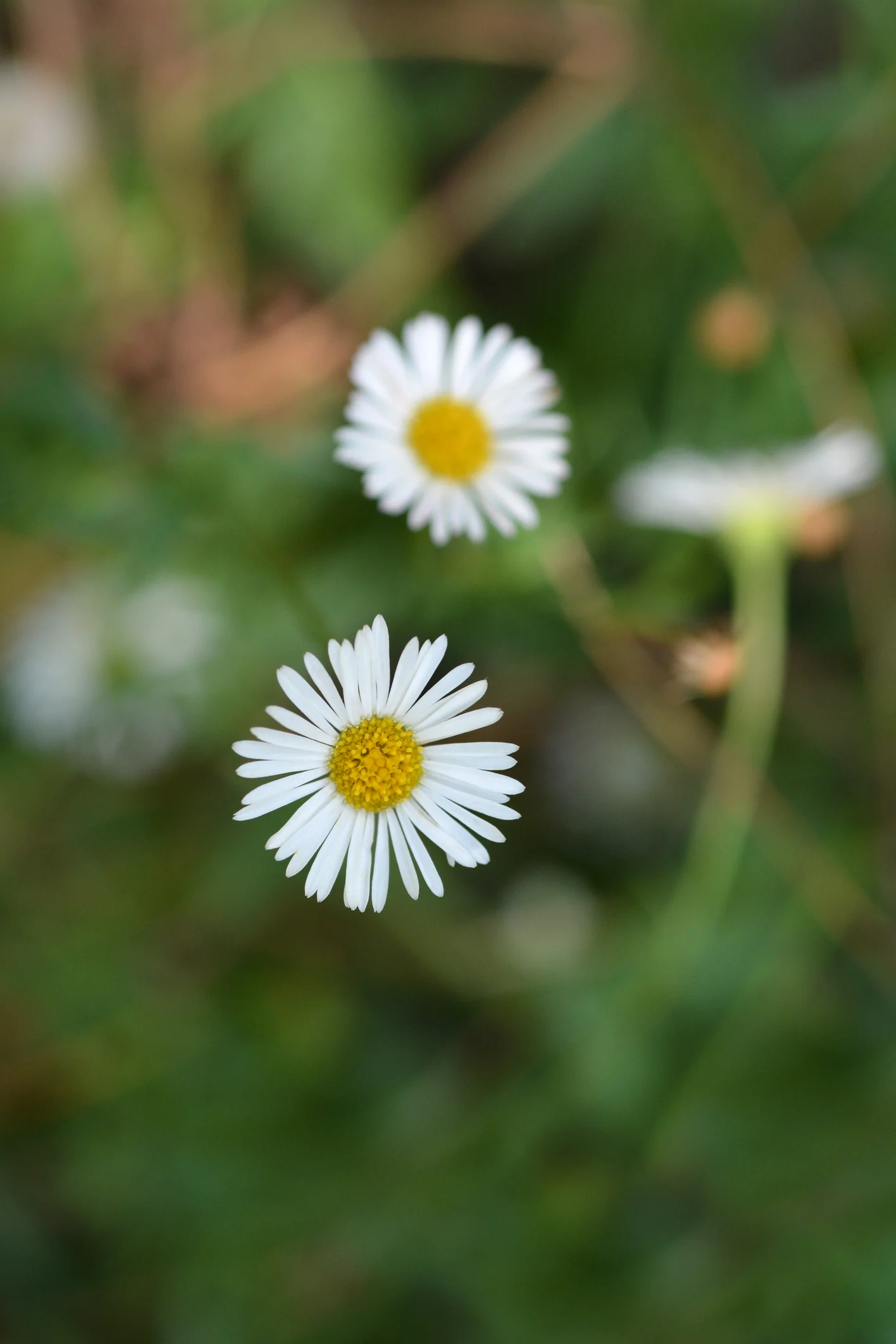 The best plants to grow on your balcony