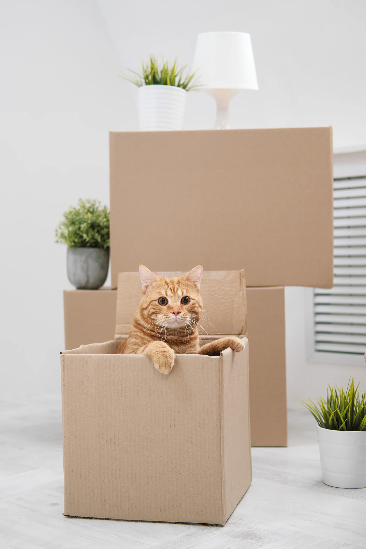 I gatti tracciano i movimenti dei loro proprietari: uno studio lo rivela