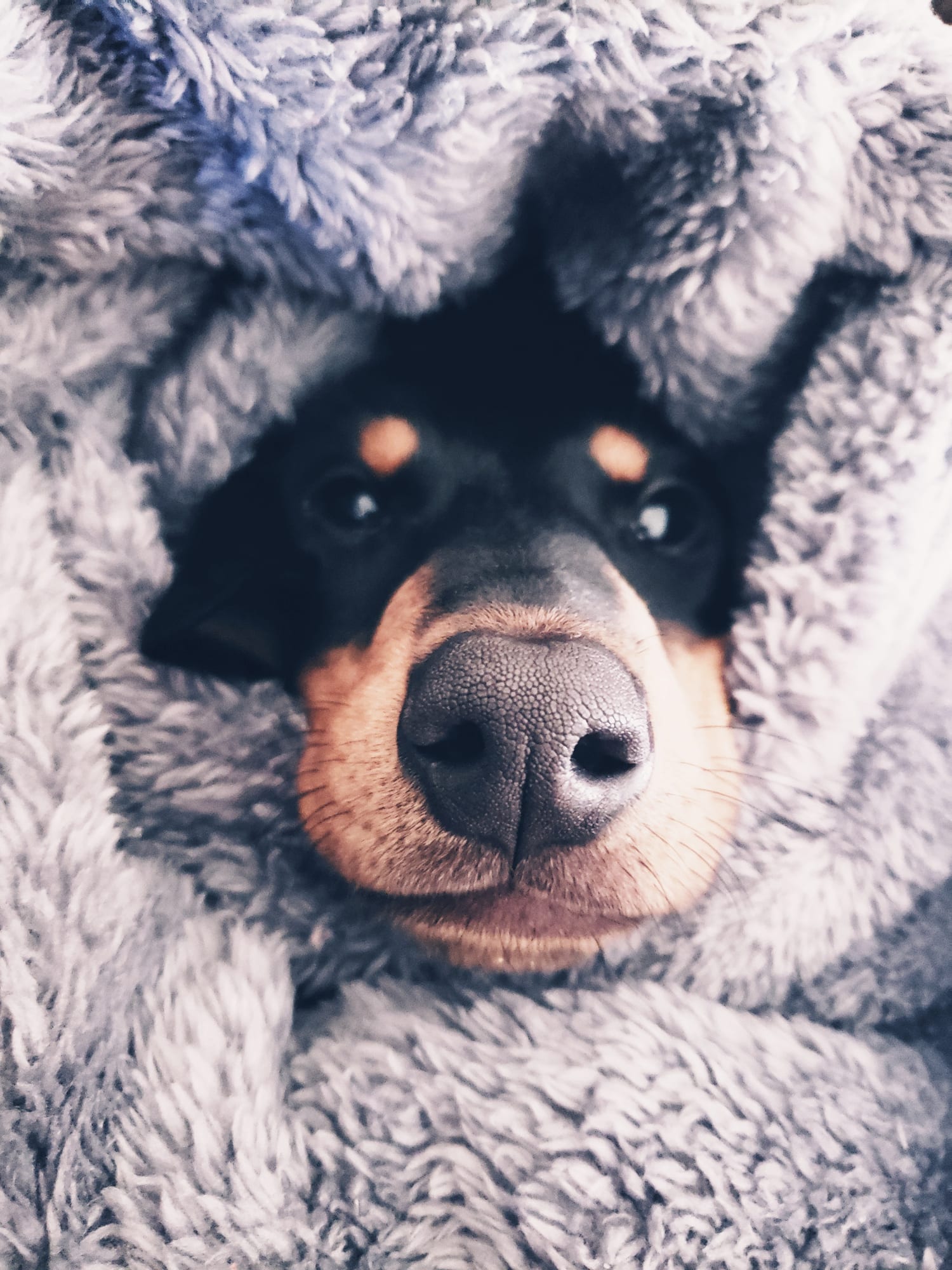 How to keep pets calm in thunderstorms