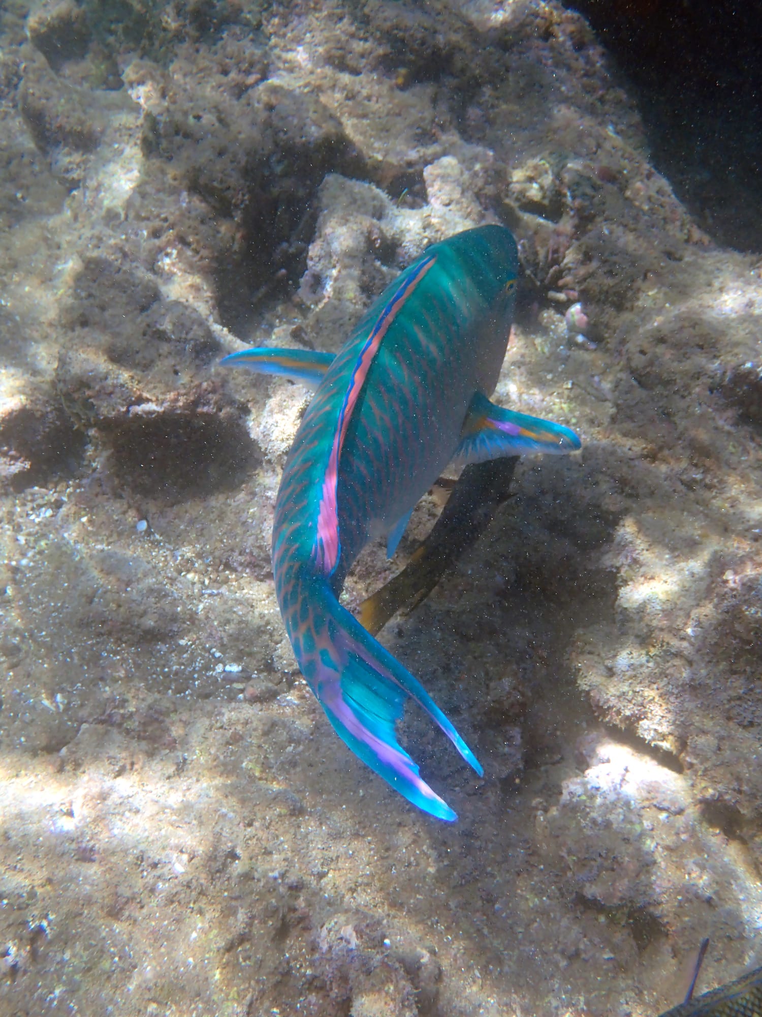 “วราวุธ” รณรงค์หยุดบริโภคปลานกแก้ว ชี้คุณประโยชน์ต่อระบบนิเวศทะเลมหาศาล