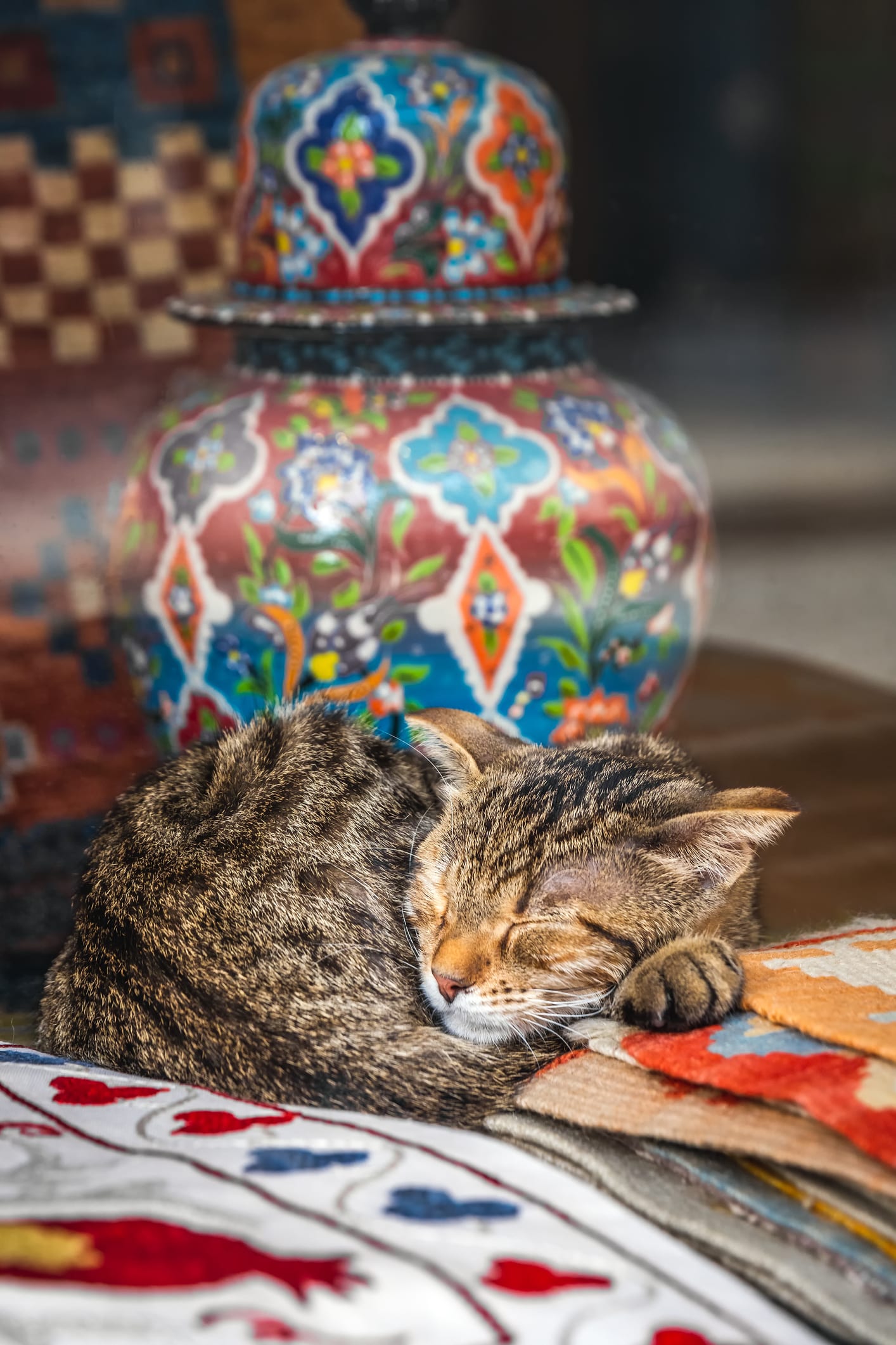 Il gatto si addormenta all'improvviso: perché e cosa fare a riguardo