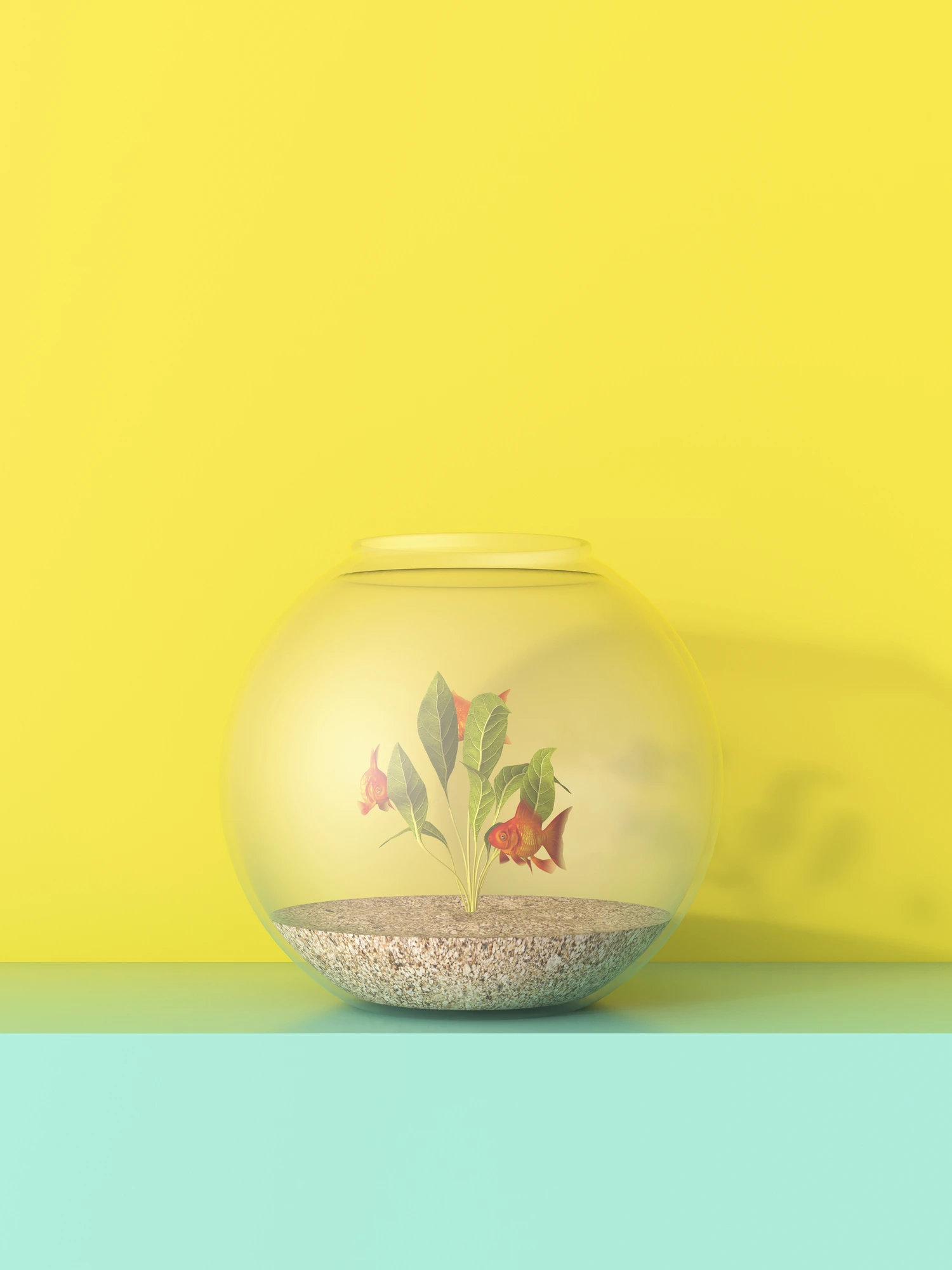 Neglected and Starved Betta Fish Named Rocket Rescued From Filthy Fish Bowl