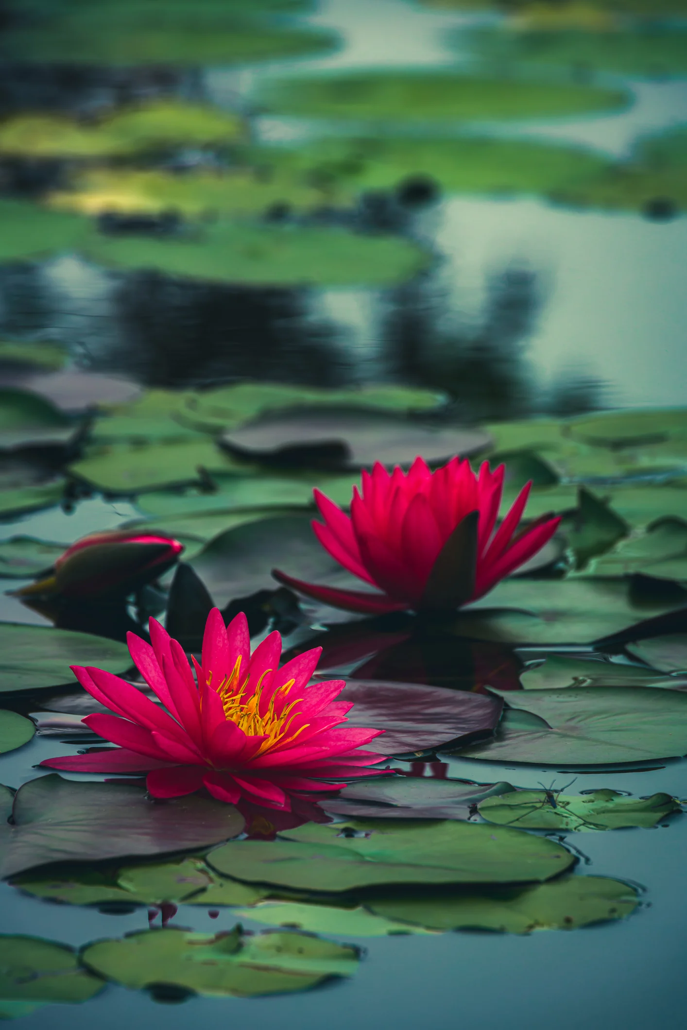 ¡Increíble! Estas son las plantas que no necesitan que las riegues