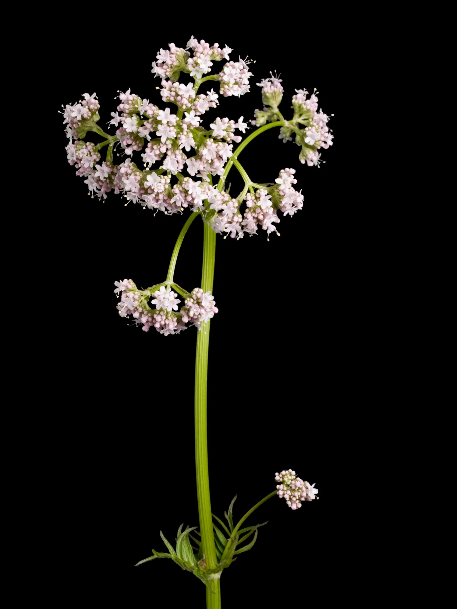 5 plantas medicinales para bajar el estrés