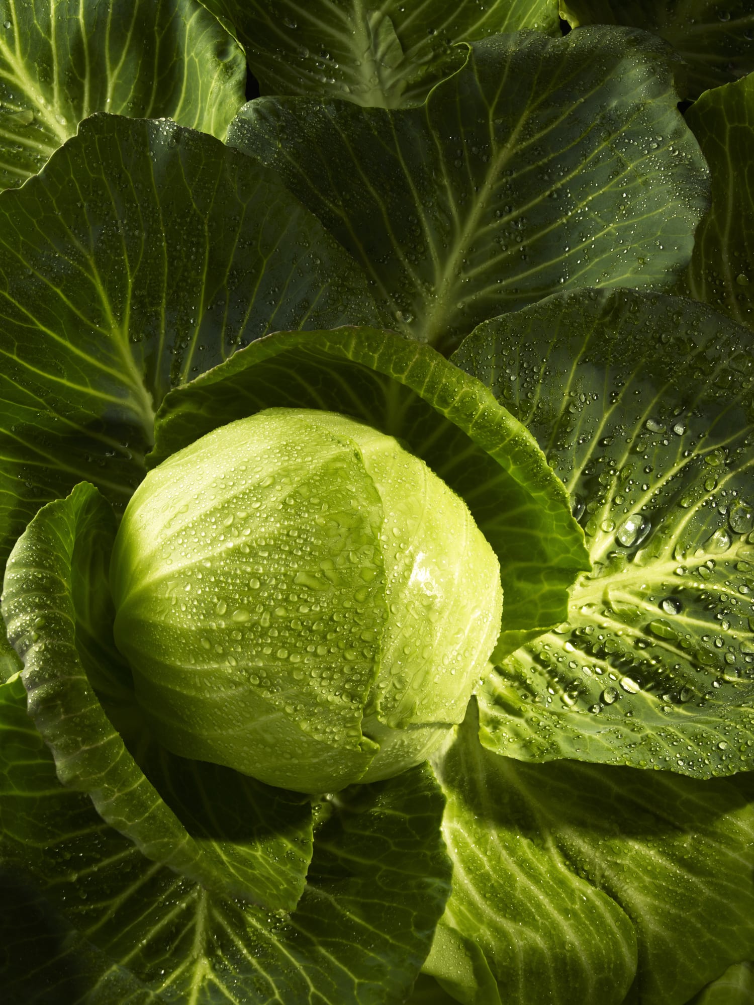 Чим обробити капусту від комах: 10 народних засобів