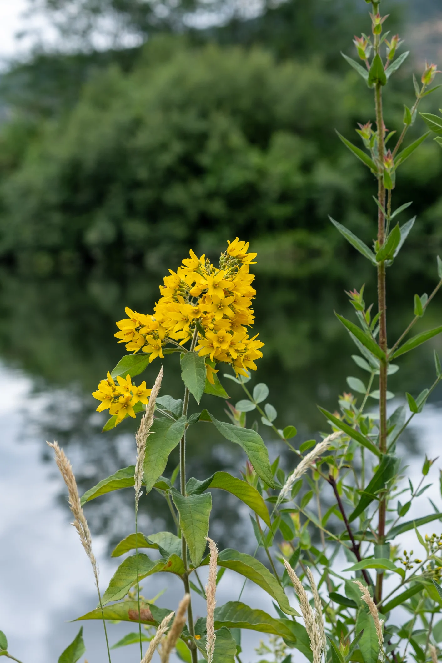 Plants that like wet feet