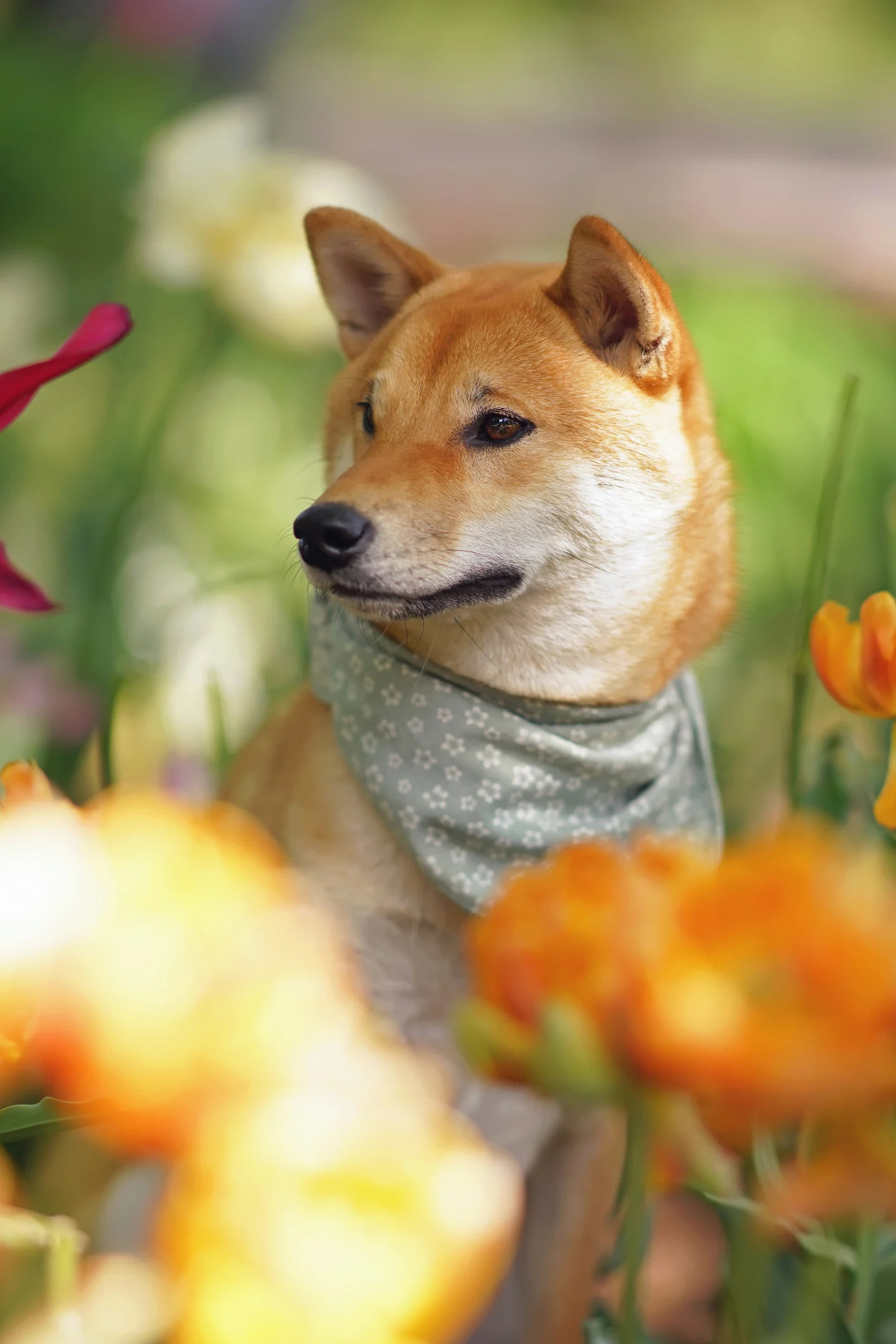 Estas son las 3 razas de perros más saludables