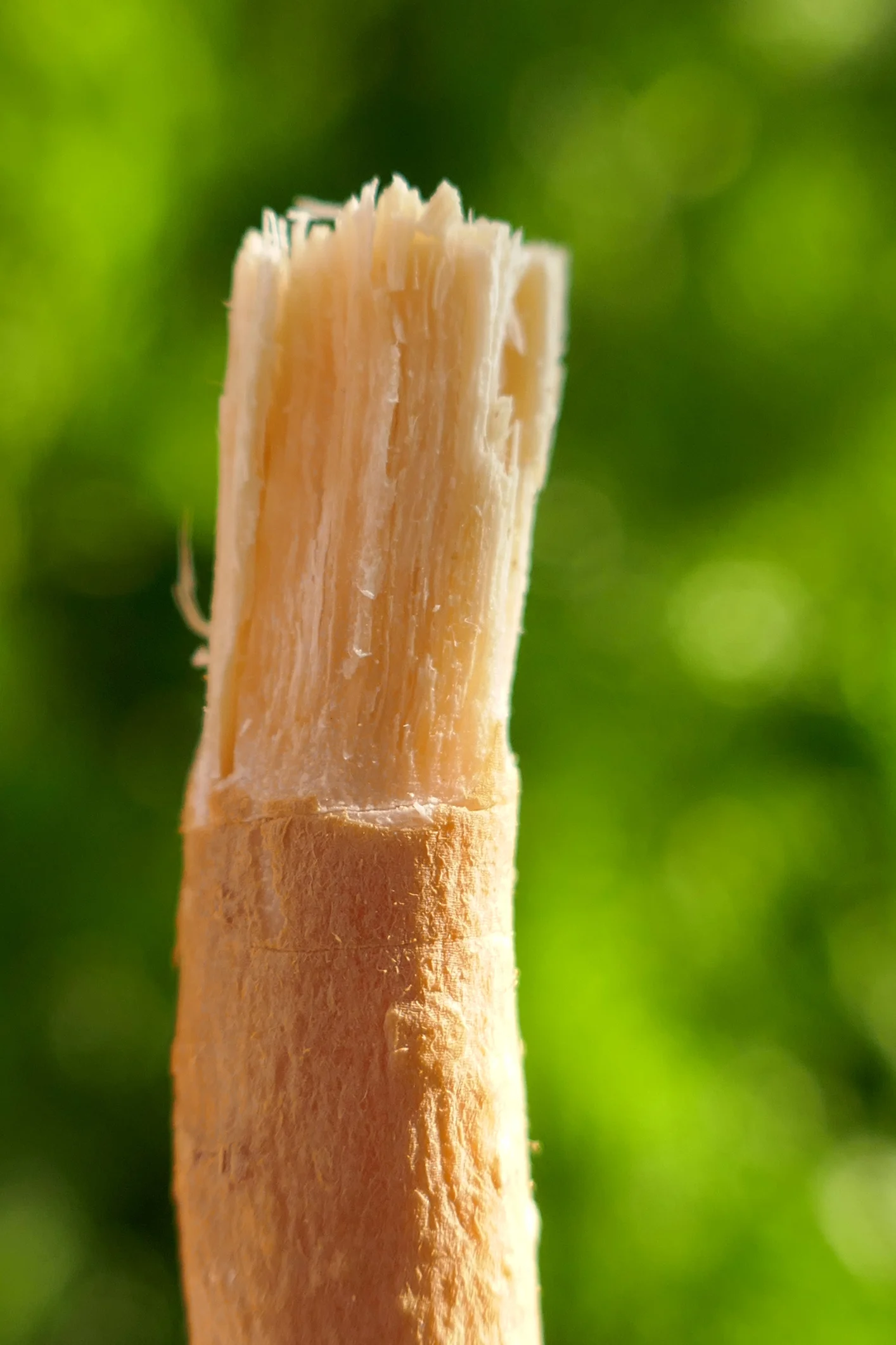 هل تستخدم السواك؟ لا يعني ذلك الاستغناء عن فرشاة ومعجون الأسنان