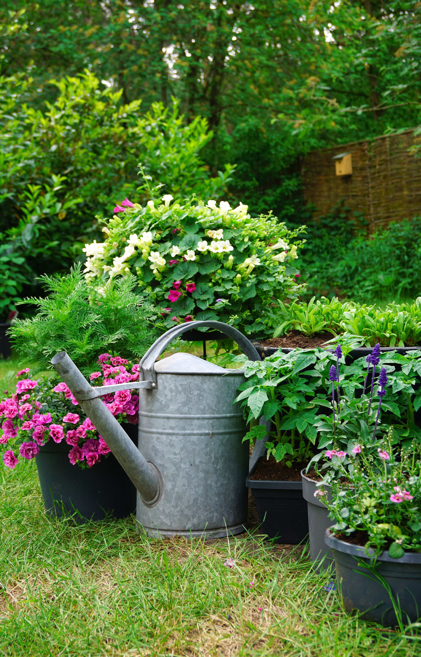 Cuida tu hogar y el jardín de las ratas con estas claves