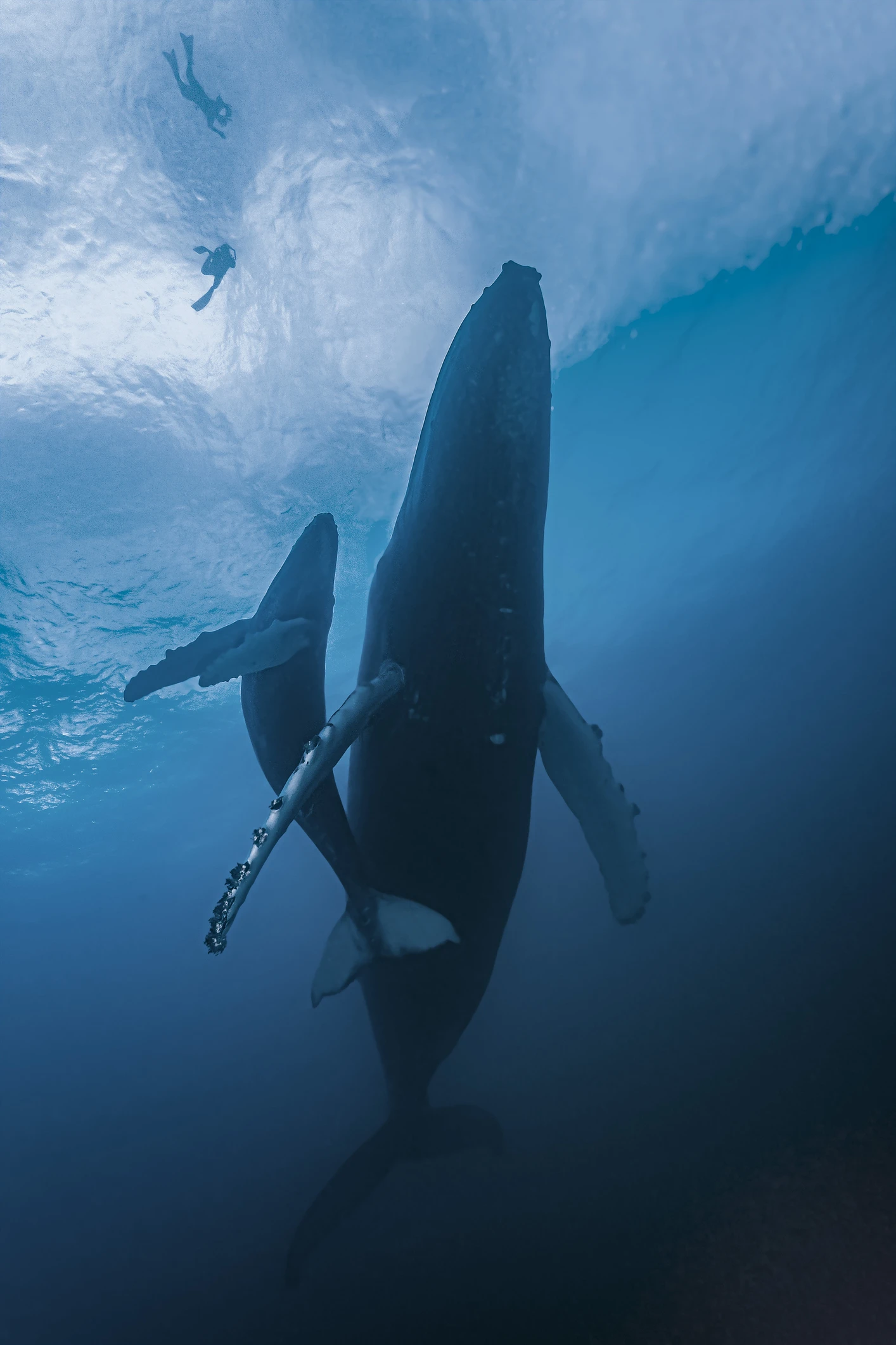 Las bellas imágenes de las ballenas que se acercan a la costa mediterránea de España