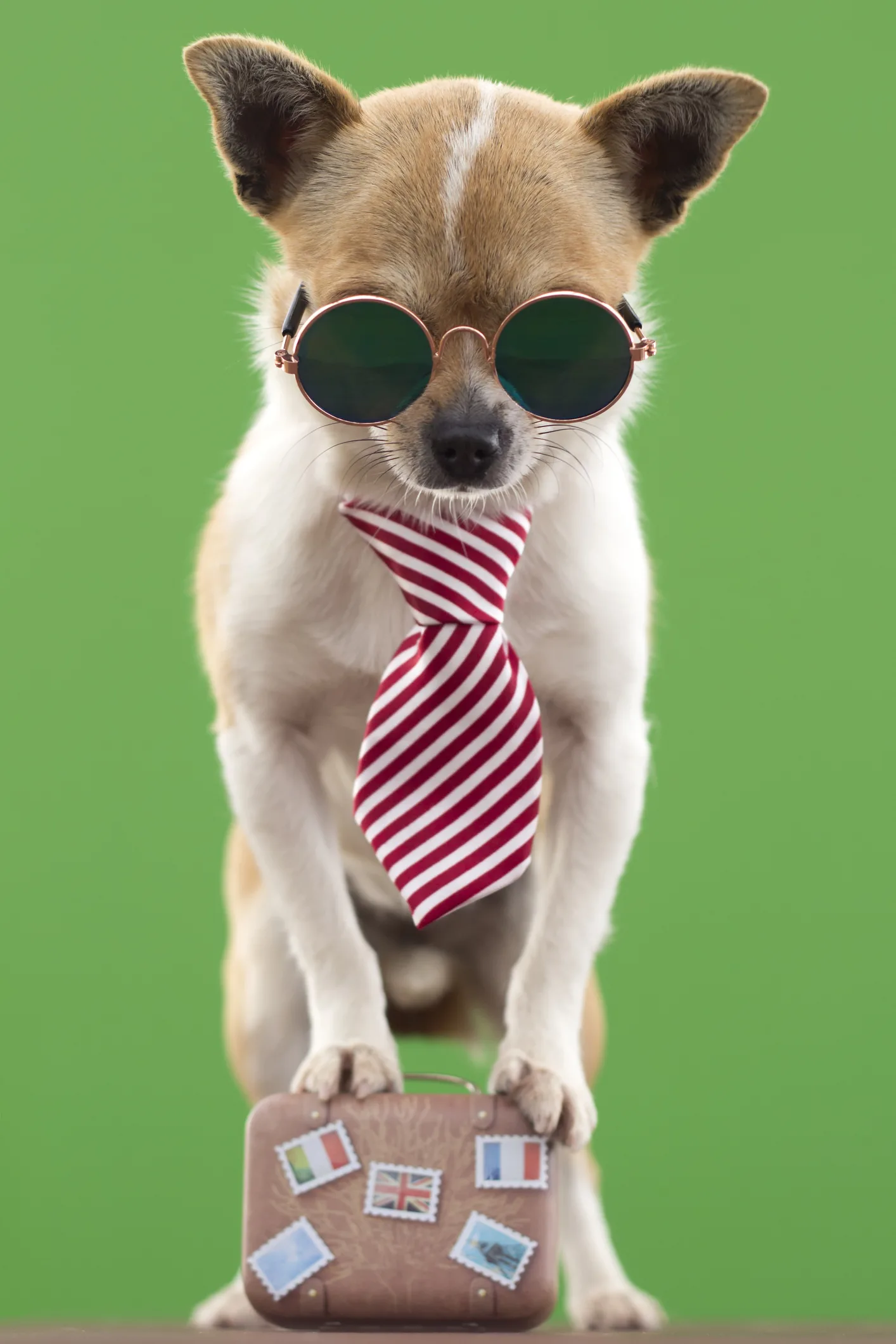 So gelingt der Umzug mit Ihrem Hund