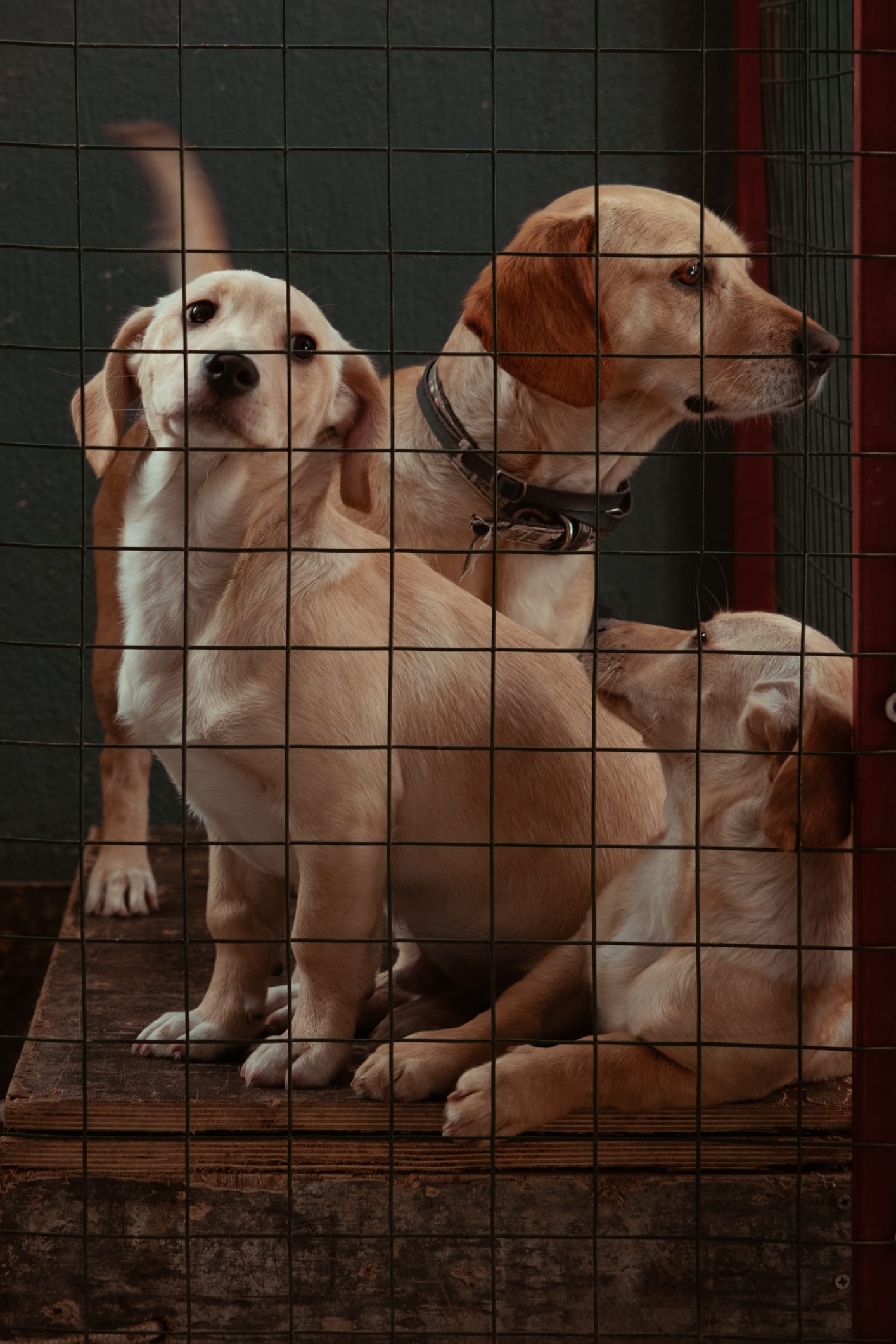 Góc nhìn trưa nay | Thăm trạm cứu hộ động vật bị bỏ rơi tại TP.HCM