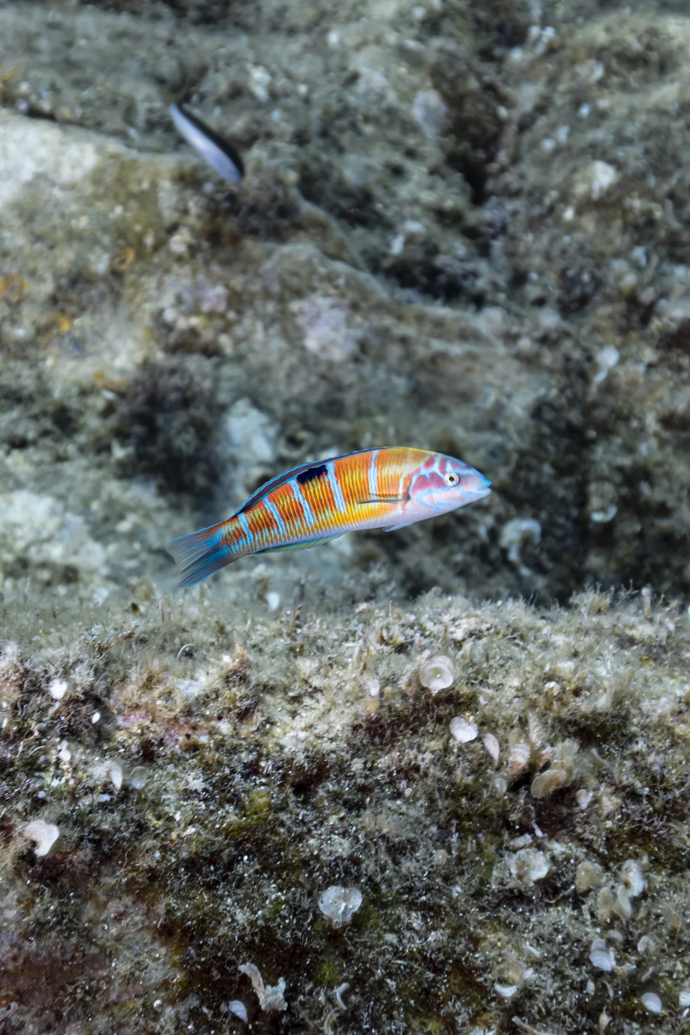 ภูมิปัญญาและอารมณ์ของสัตว์  