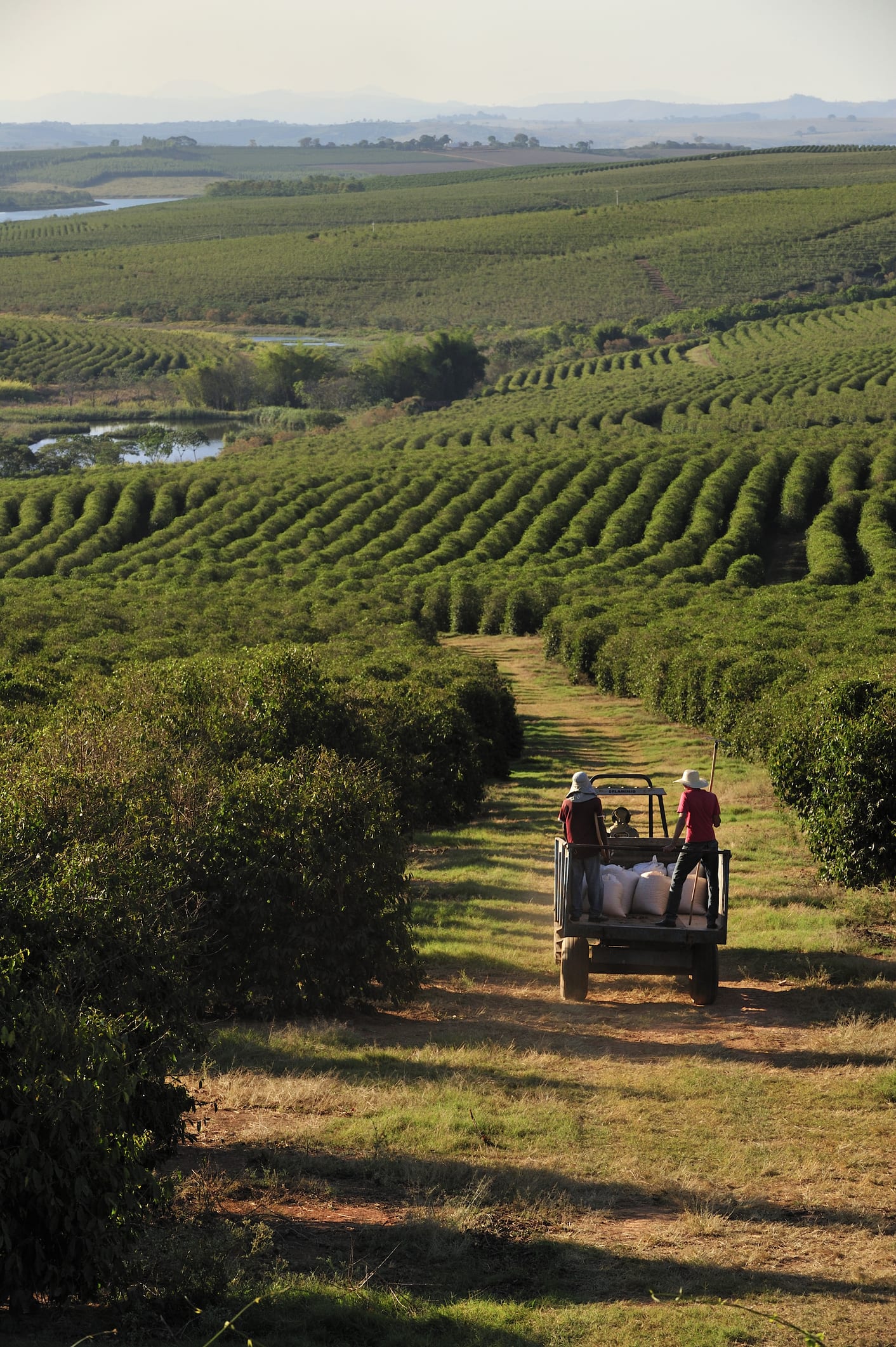 Aves y abejas contribuyen a la productividad de los cafetales